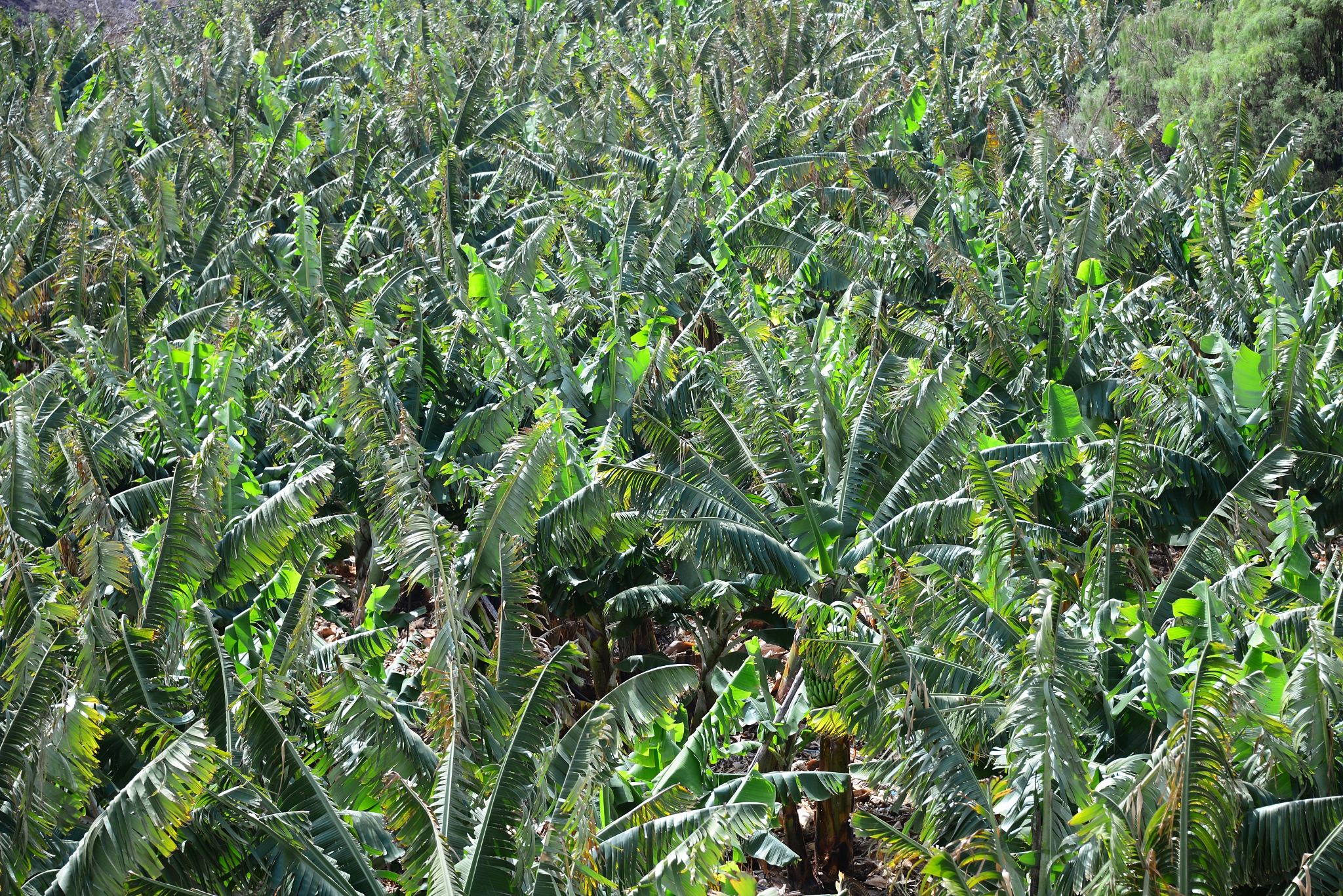 检测体内活性叶酸含量：方法、意义与注意事项