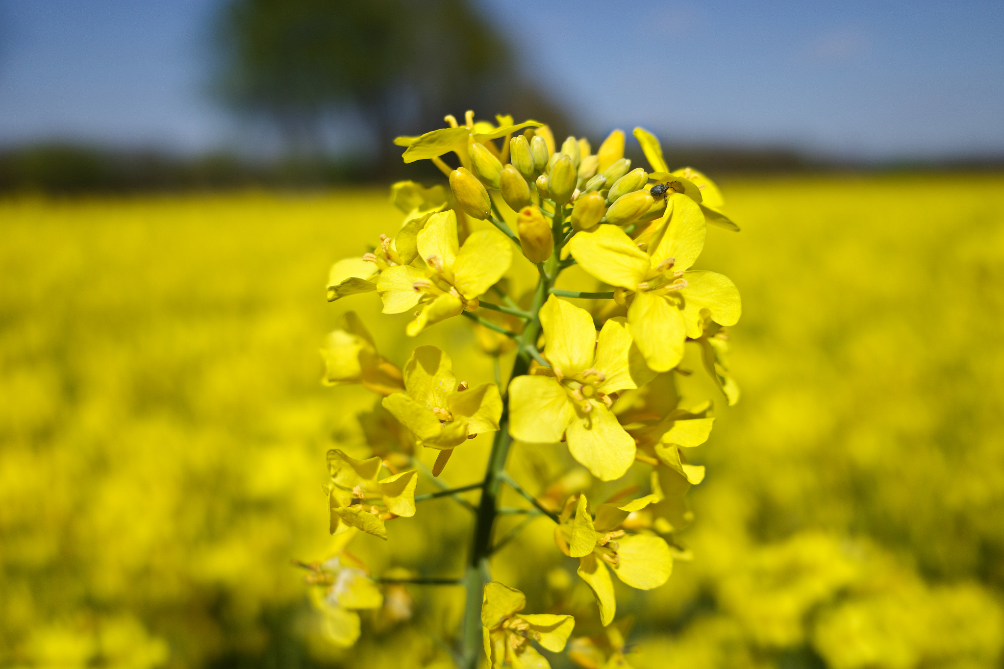 曲靖国家级重点中专农业学校2019年五年制招生专业介绍