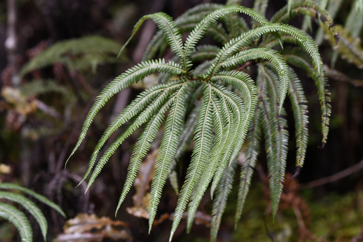 蕨类的孢子囊有多大