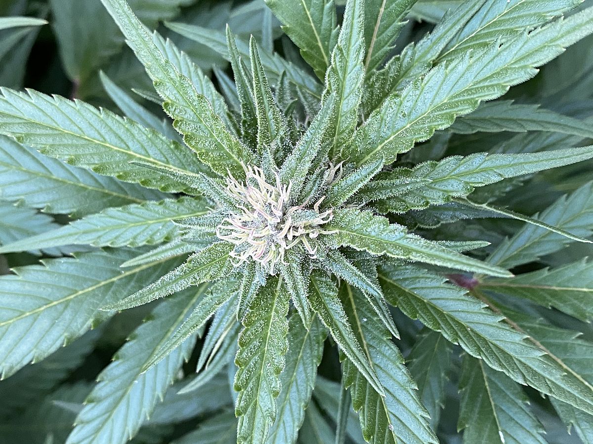 2021年重庆沙坪坝区卫校什么专业好