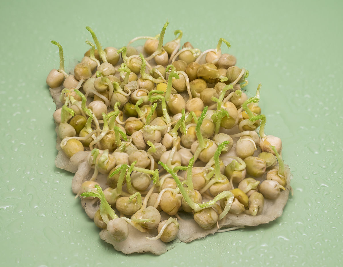 黄豆芽在阳光下怎样延缓变绿