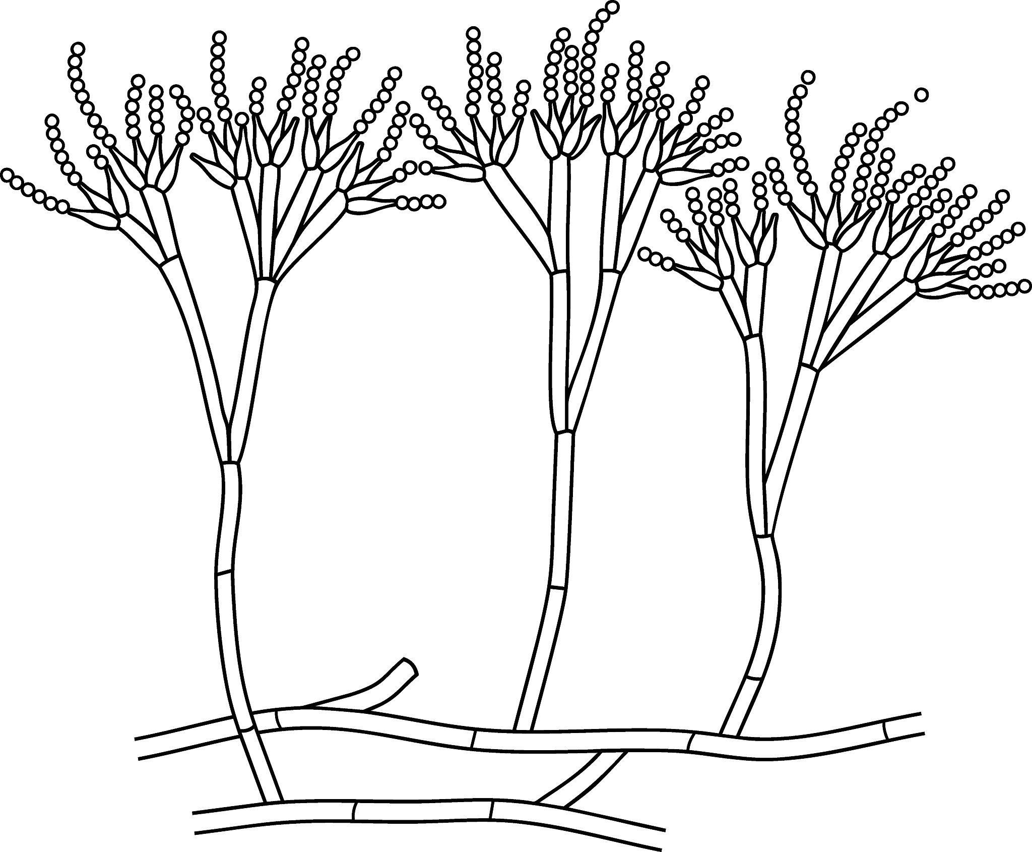 青霉的生殖方式是什么，