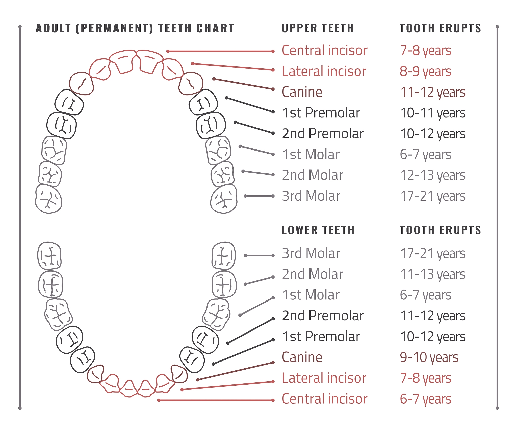 试以中切牙为例描述牙齿发育的全过程