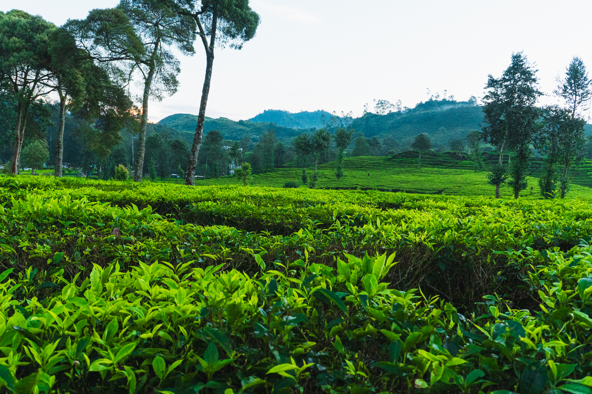 从化1960公寓茶：广东特色茶叶，品质独特