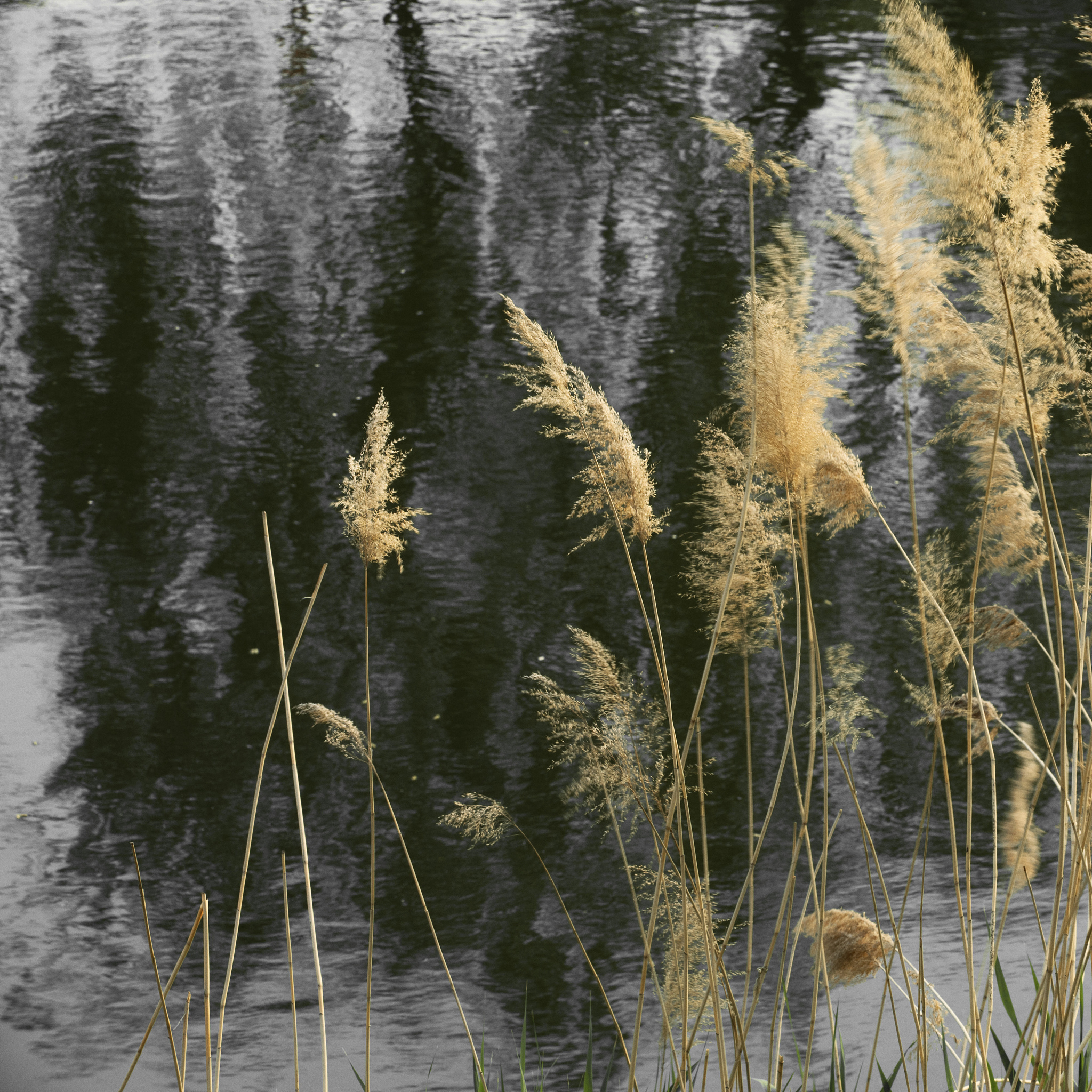 临清媒体曝光求助热线：您的正义之声，我们倾听！