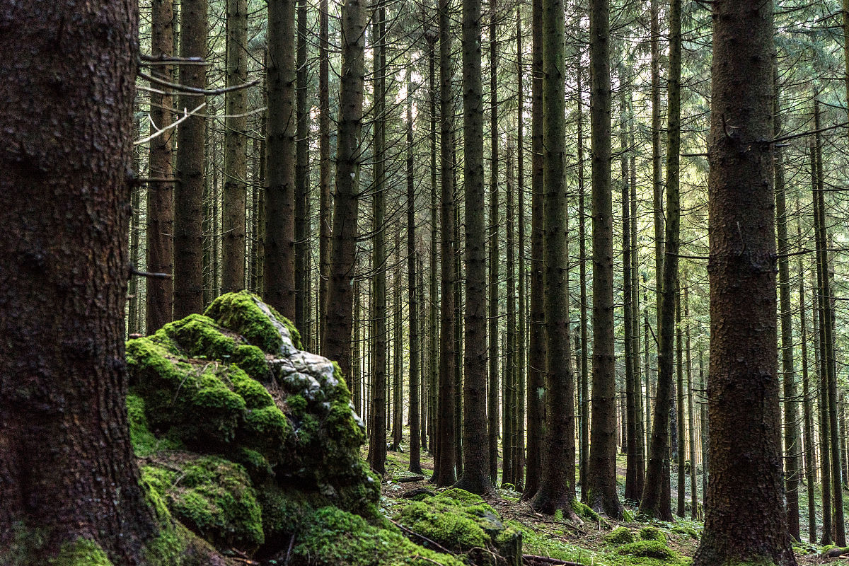 茂密森林，通往远古的时空之门 - 探寻生命的意义