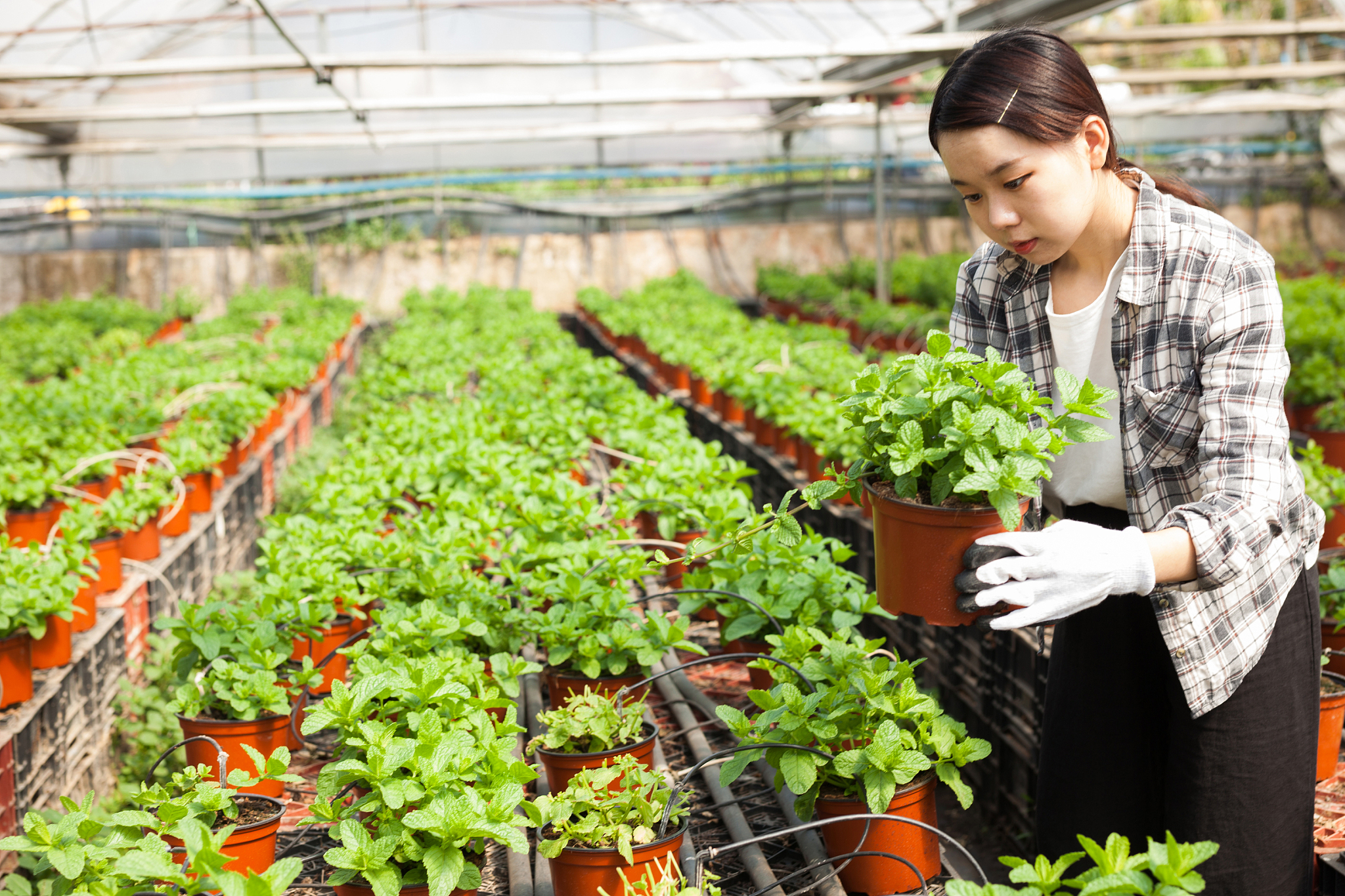 晋中职业技术学院园艺技术专业课程：植物学、园林设计等