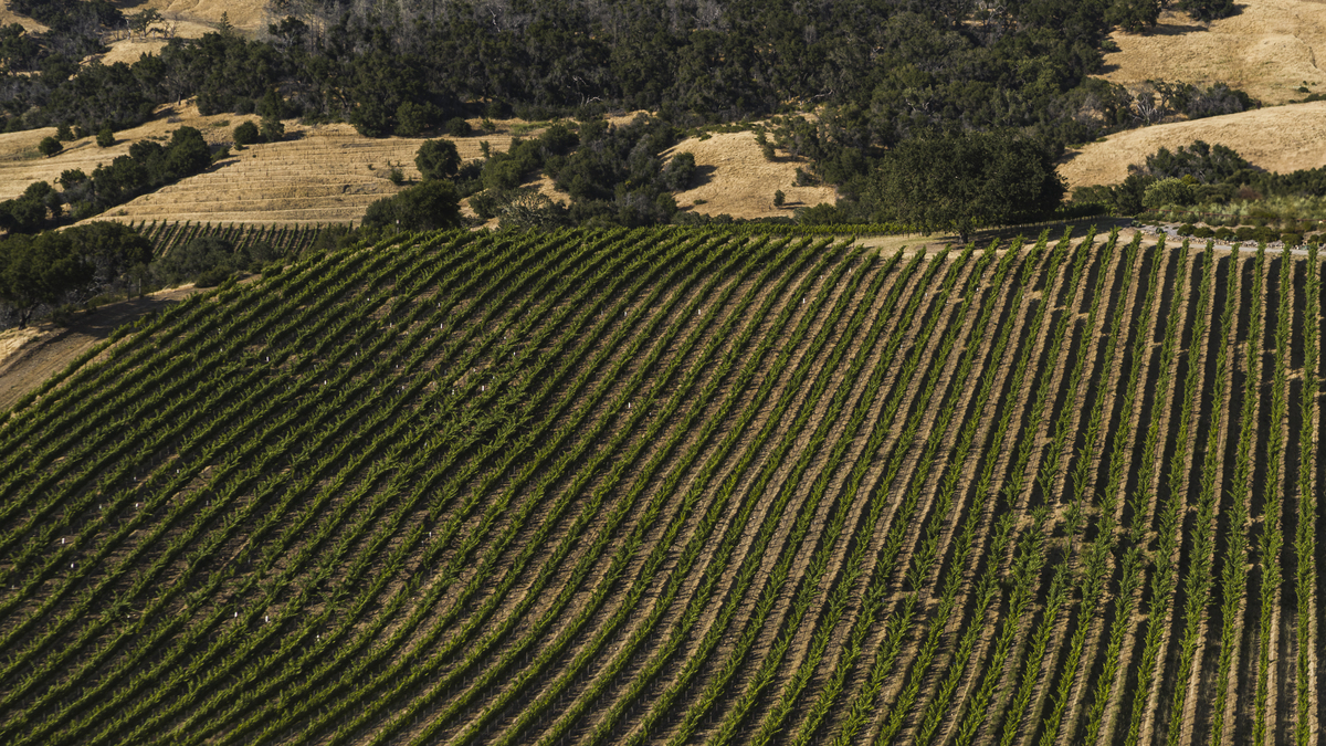 植物外泌体：植物生长发育的秘密武器