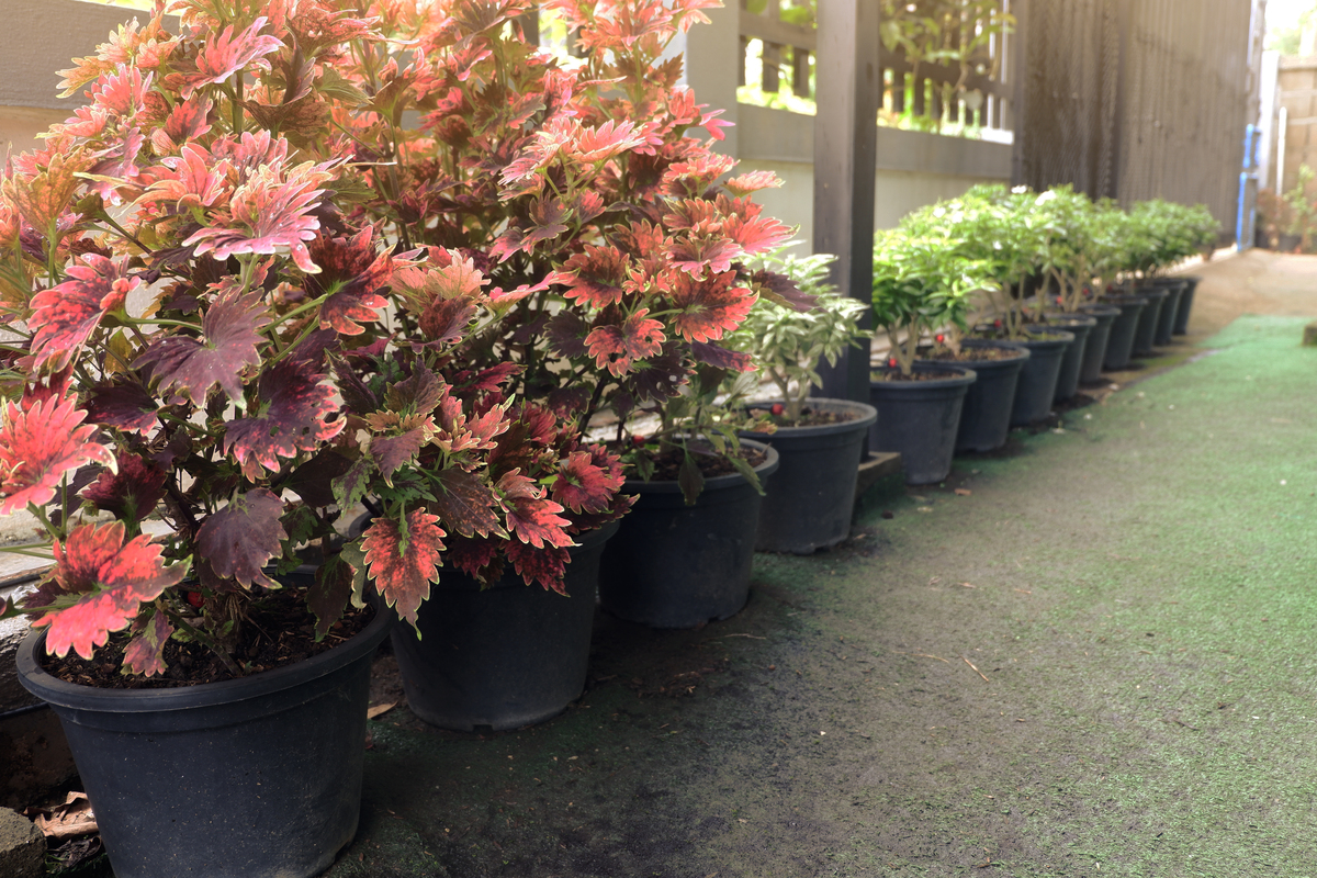 花木种植基地：优质花木品种供应，满足市场需求