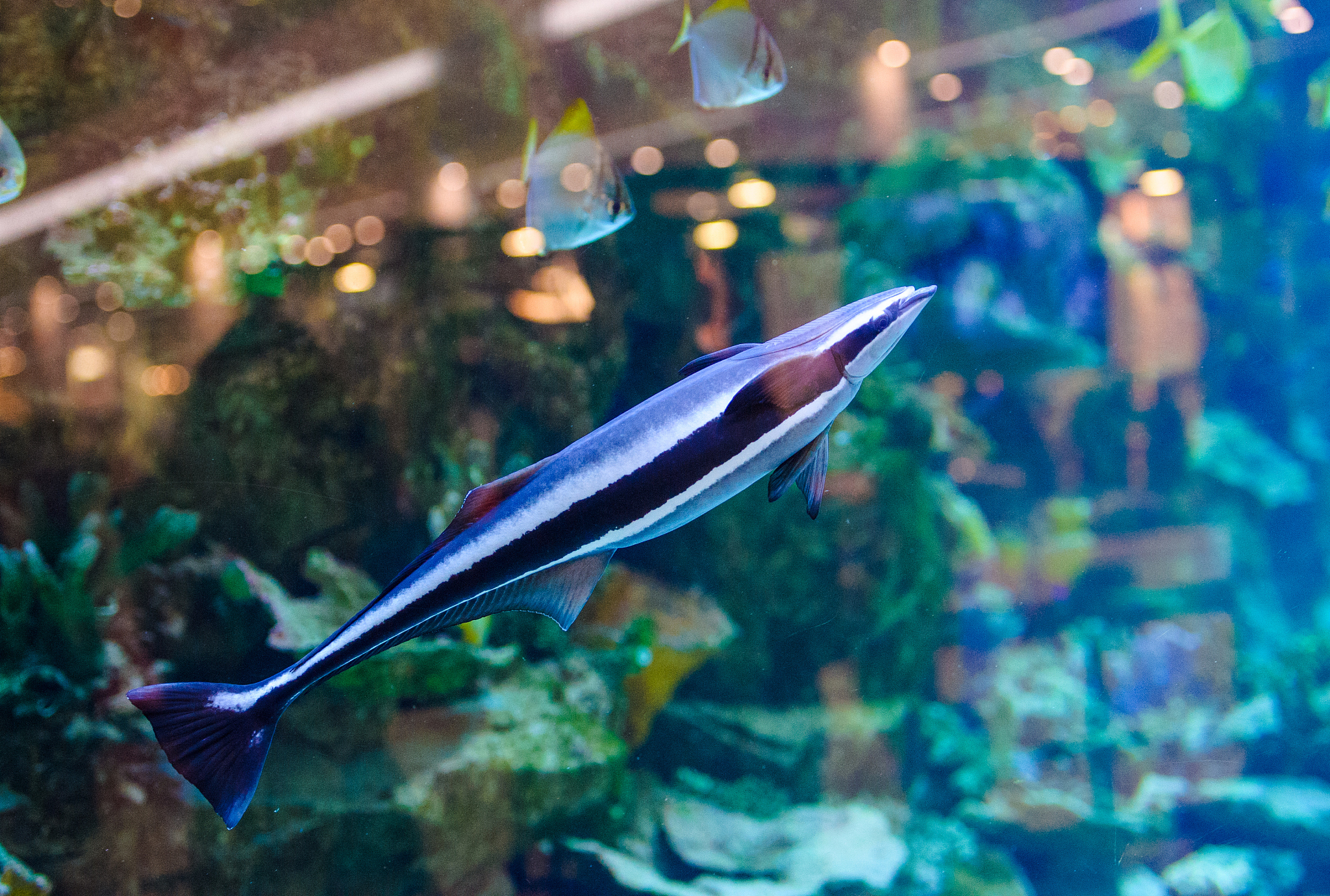 2023年海洋技术专业就业前景 就业方向有哪些