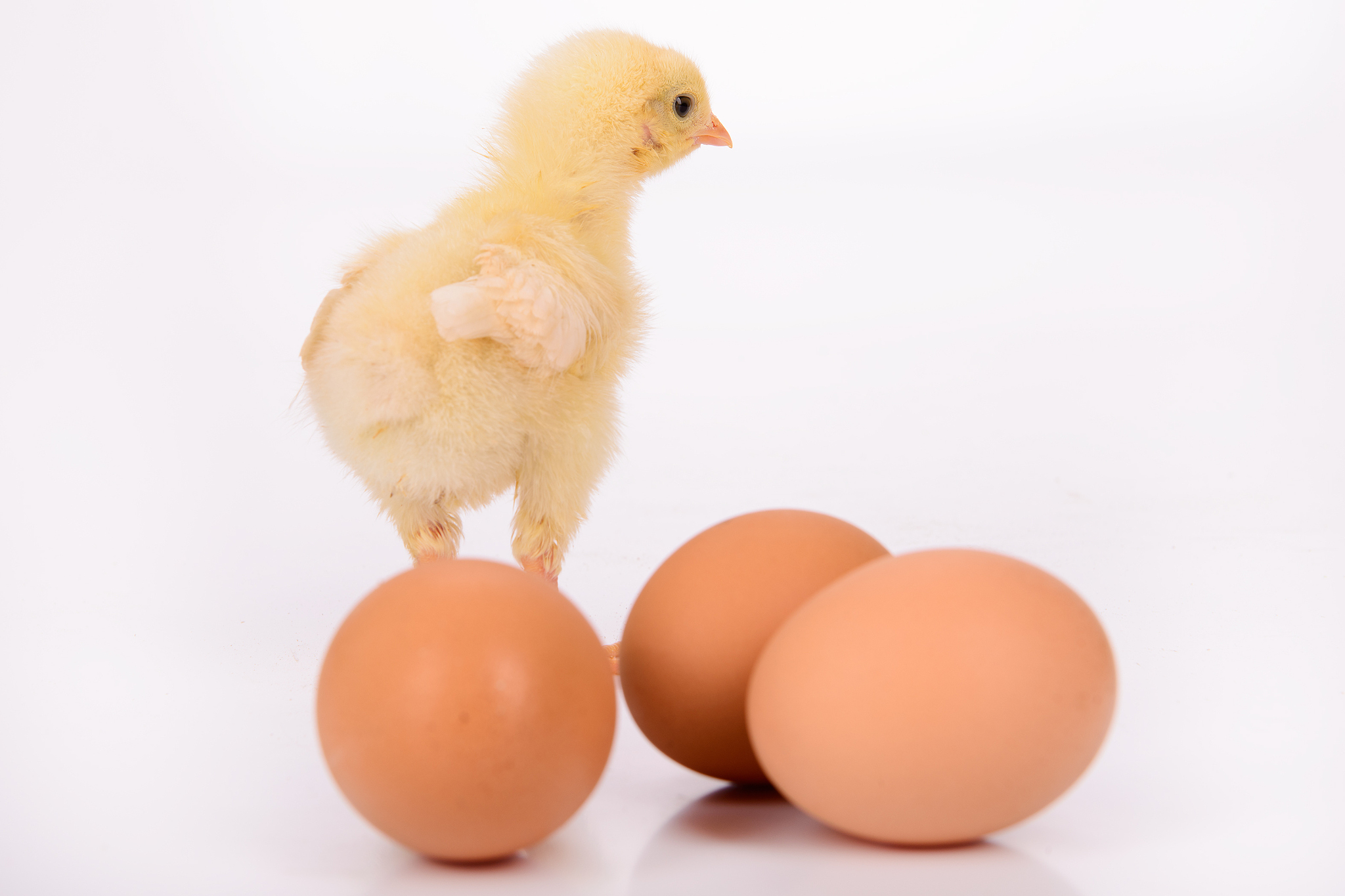 先有鸡还是先有蛋？揭秘古老谜题的科学答案