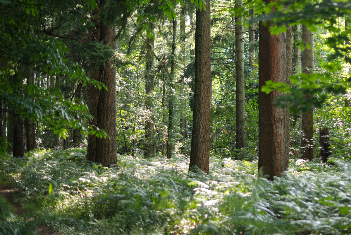 Journal of Forest Research: 探索森林科学与林业研究的前沿