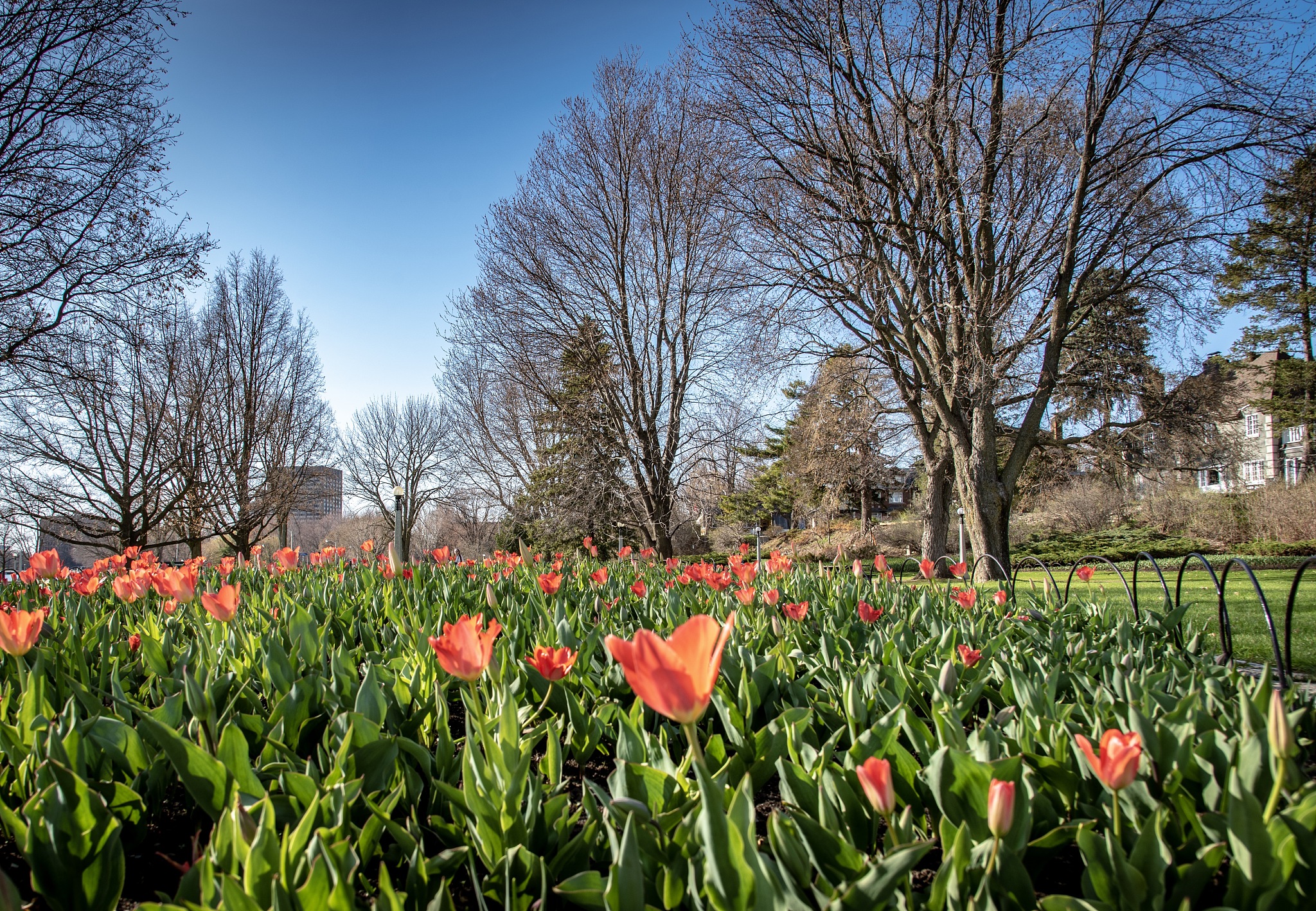 最美花朵：心中最美的花