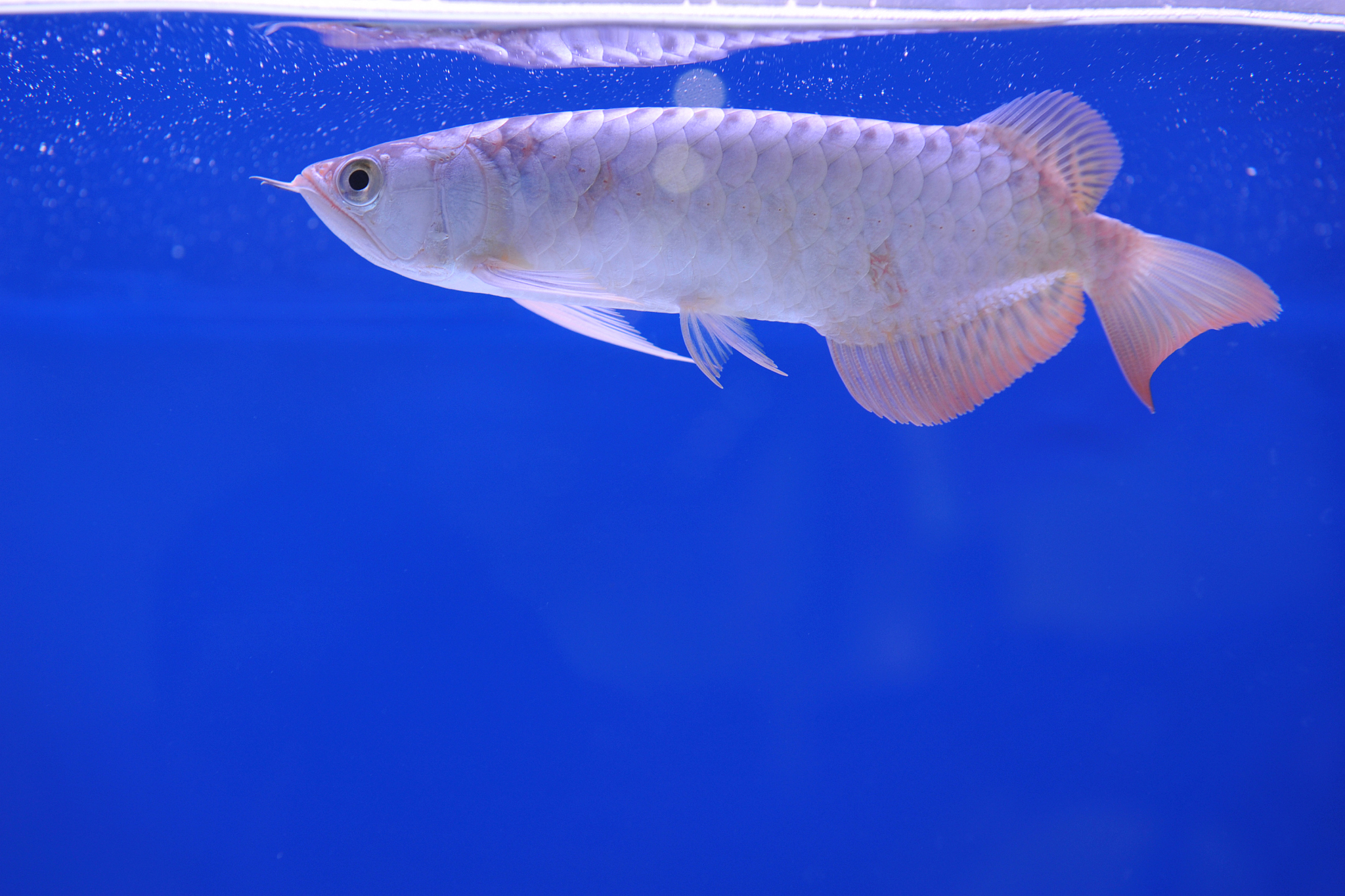 asian arowana