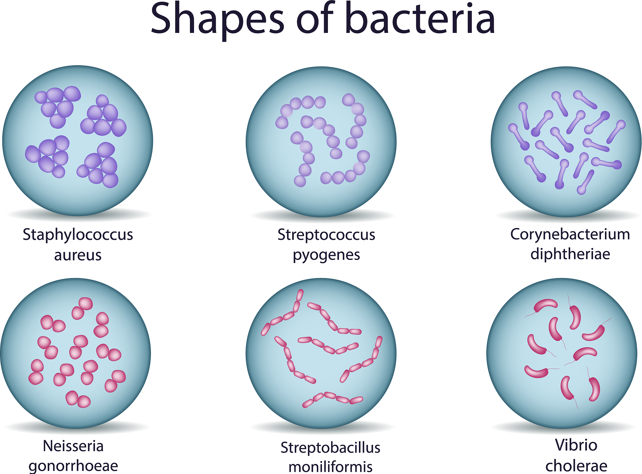 Bacteria amoA 和甲烷