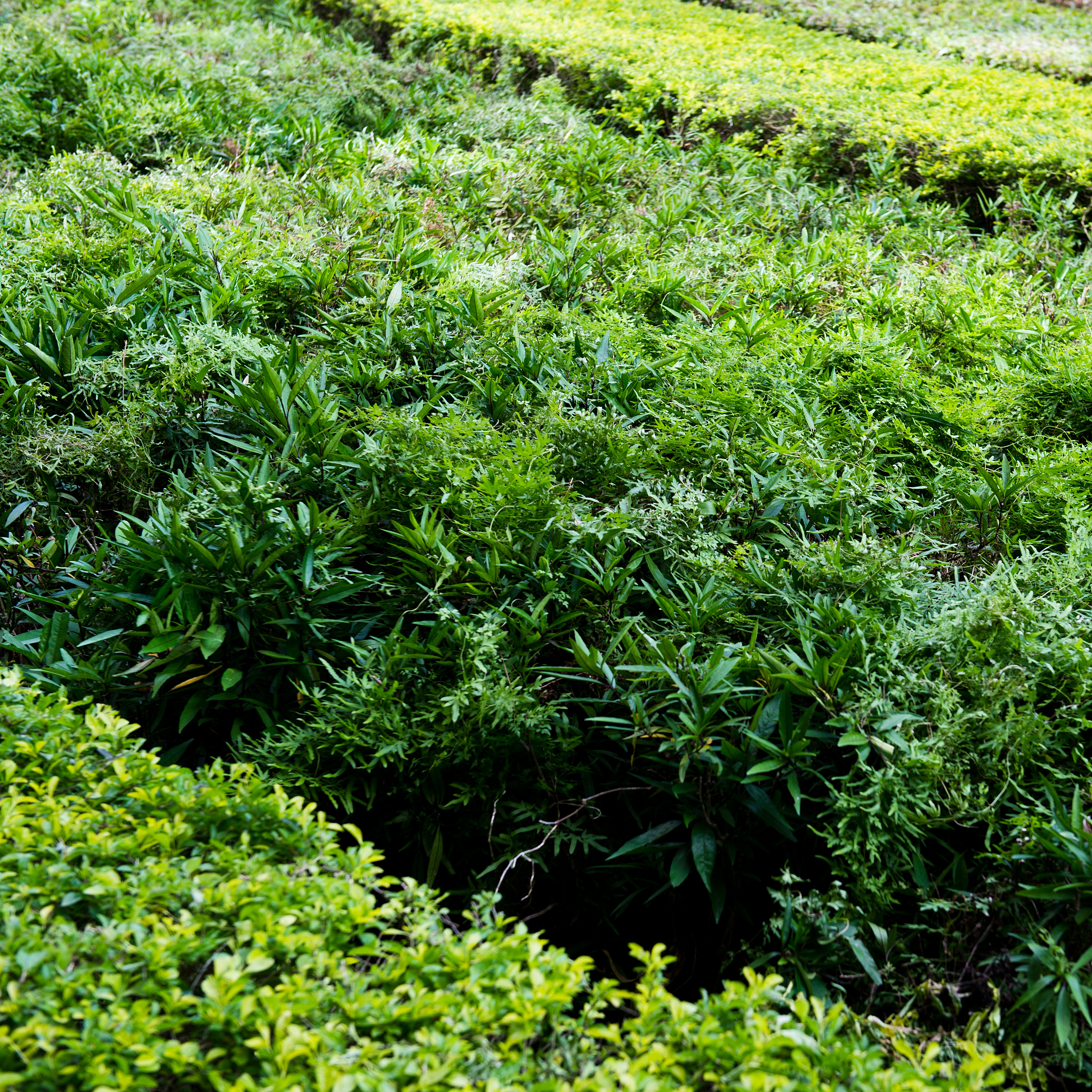 重庆市卫生高级技工学校中草药种植专业学什么？课程设置解析