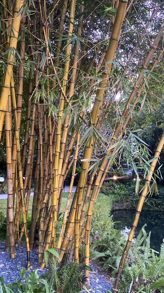 花园池塘旁生长的竹林