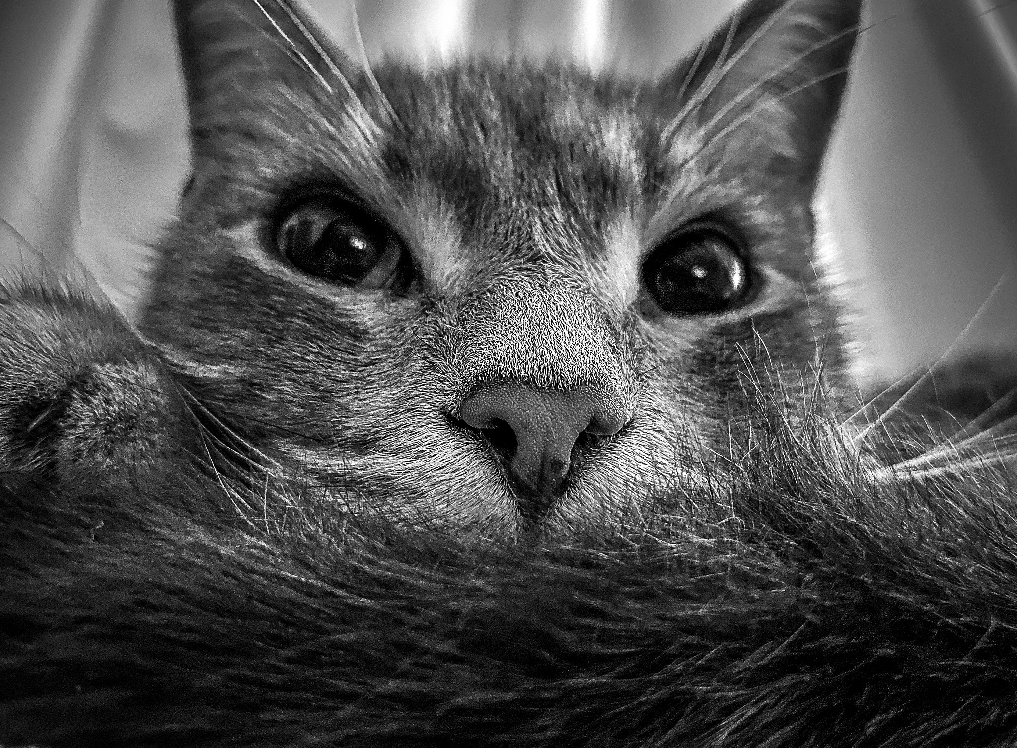 猫看见的世界是什么样