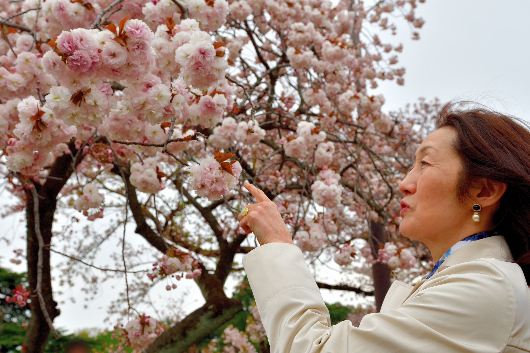 japanese woman appreciating cherry blossom in full bloom in toky