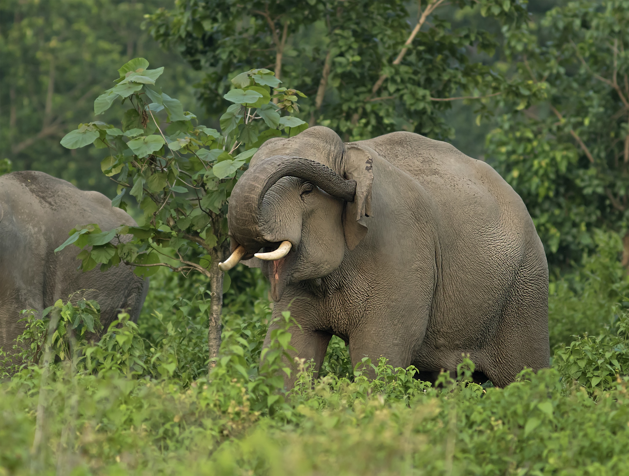 改写以下内容使其更加通顺：随着游客和私家车数量的增多一些国家公园的旅游氛围变得糟糕这也为公园景观带来许多压力。从局长年度报告中可以看出有的游客在露营时常因不小心、灭火不尽引发森林火灾还有游客为了铭记自己的到来而在岩石上刻字。此外不乏各种采集各种标本攀折花草树木乱扔垃圾偷猎野生动物等破坏环境的行为。最后例如1927 年加州大学生物学家约瑟夫·格林内尔的一位友人给他写信抱怨道 约塞米蒂山谷正在变成一个