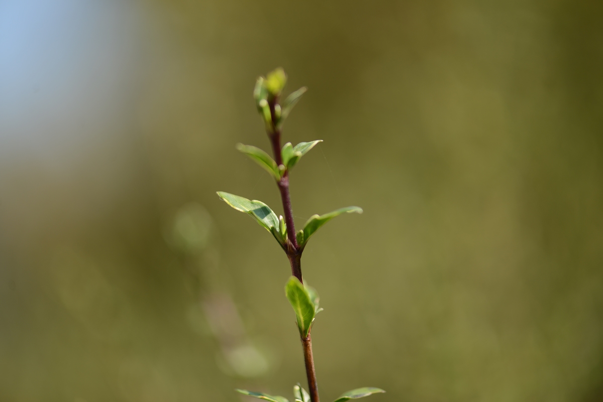 春天什么时候来呢