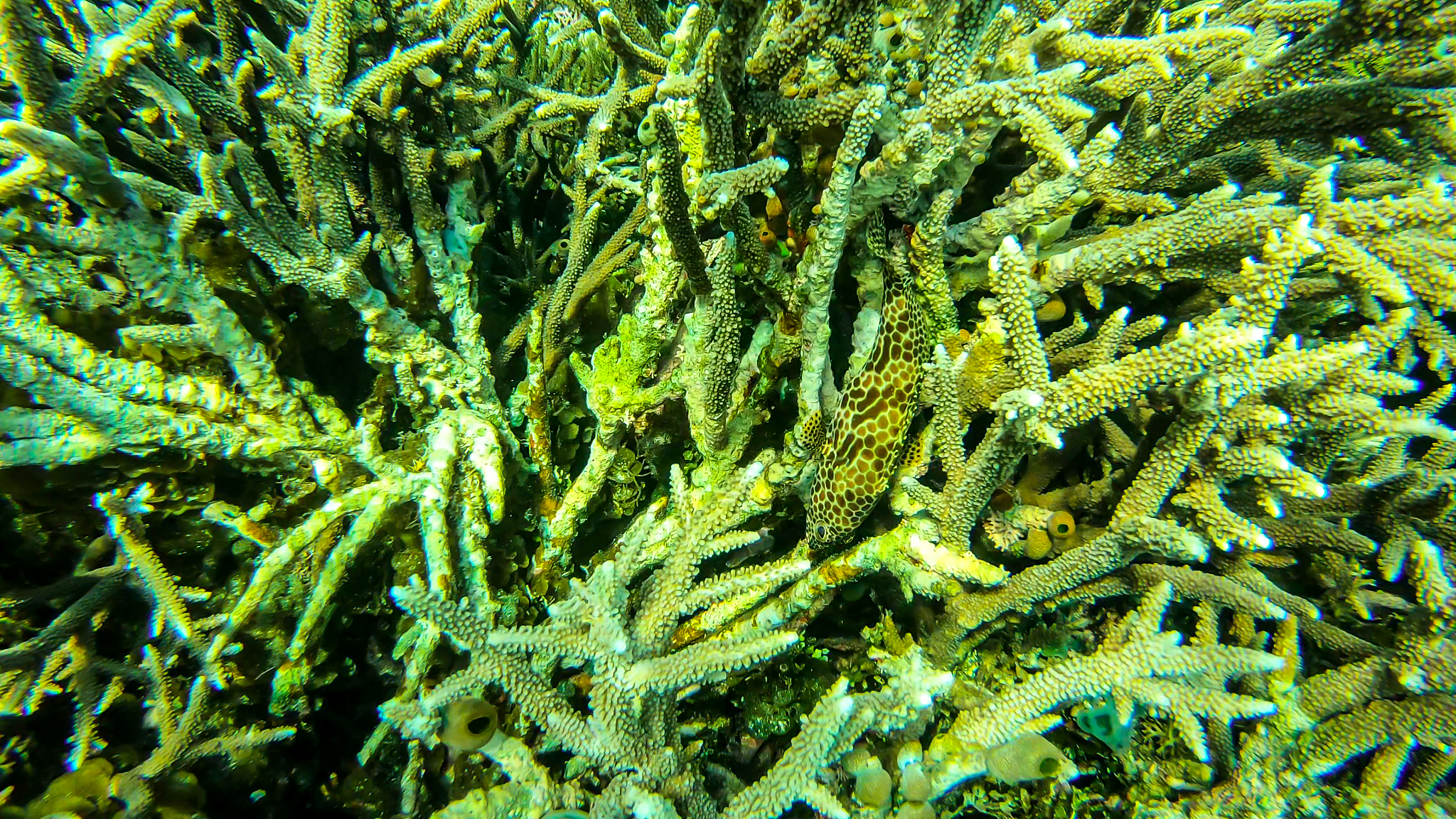 flores - coral reef and the life around it