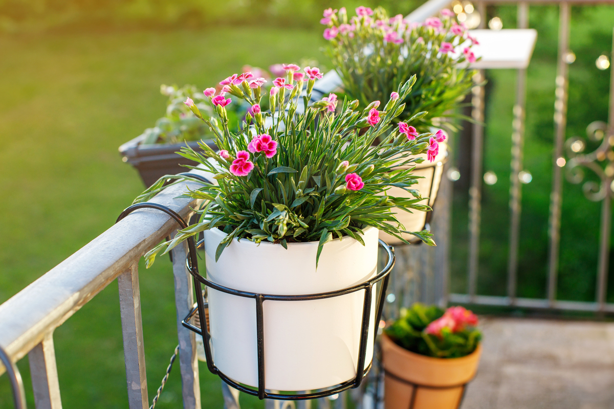 为什么要在室内种植花卉