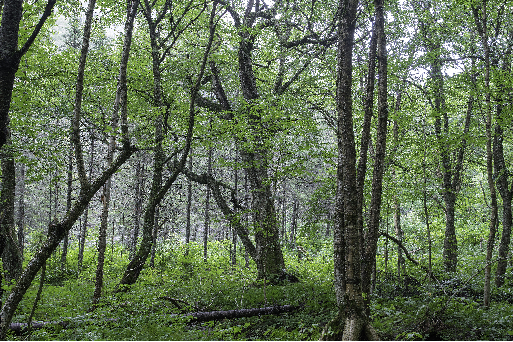 《见树又见林》读后感：农村教育现状与反思