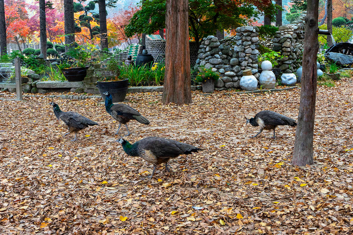 秋日公园漫步：金黄落叶、多彩果实与生机盎然的动物