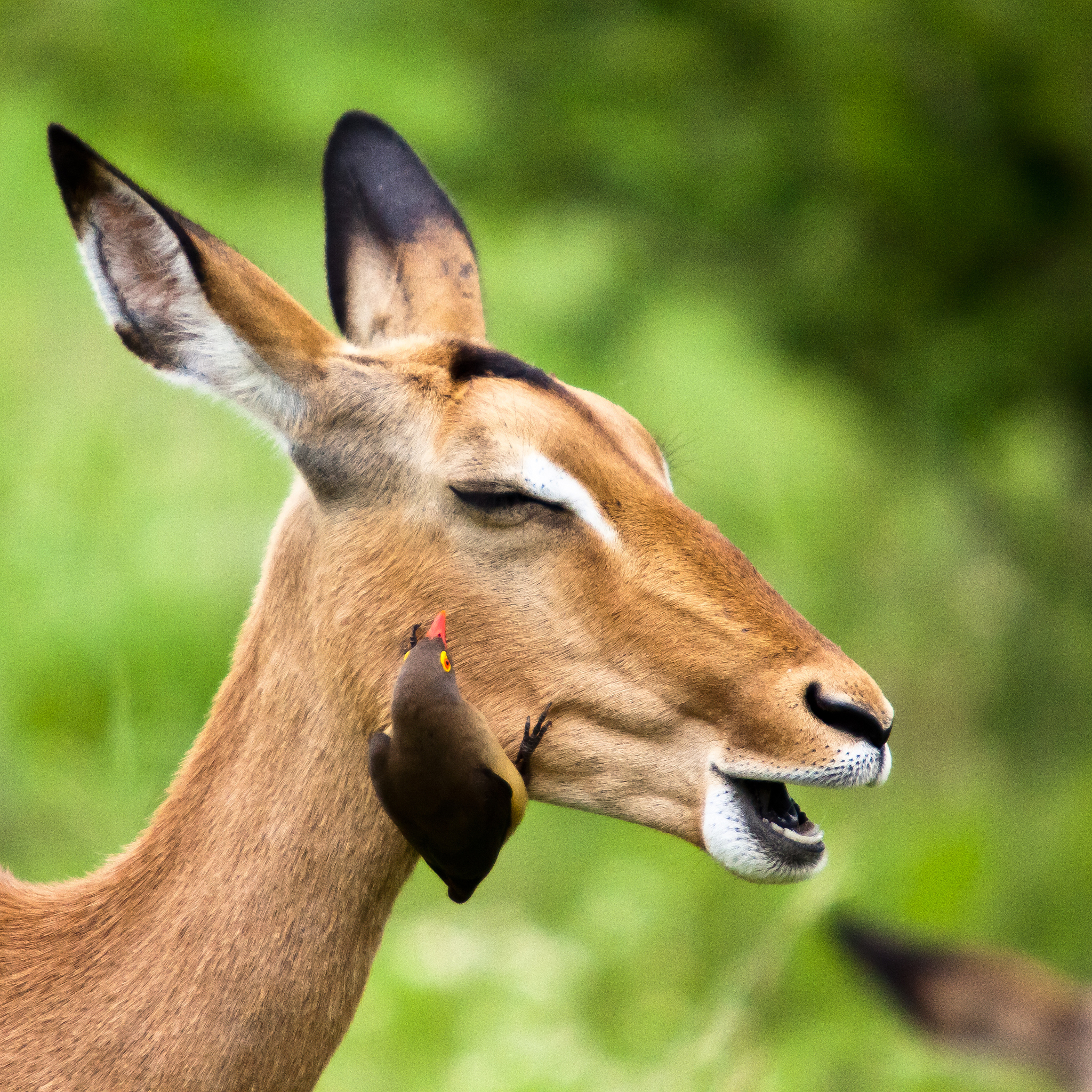 Compared to healthy individuals under open-eye conditions the ranking positions of LO GME TA and GM on the affected side of stroke patients were significantly reduced while the ranking positions of GM