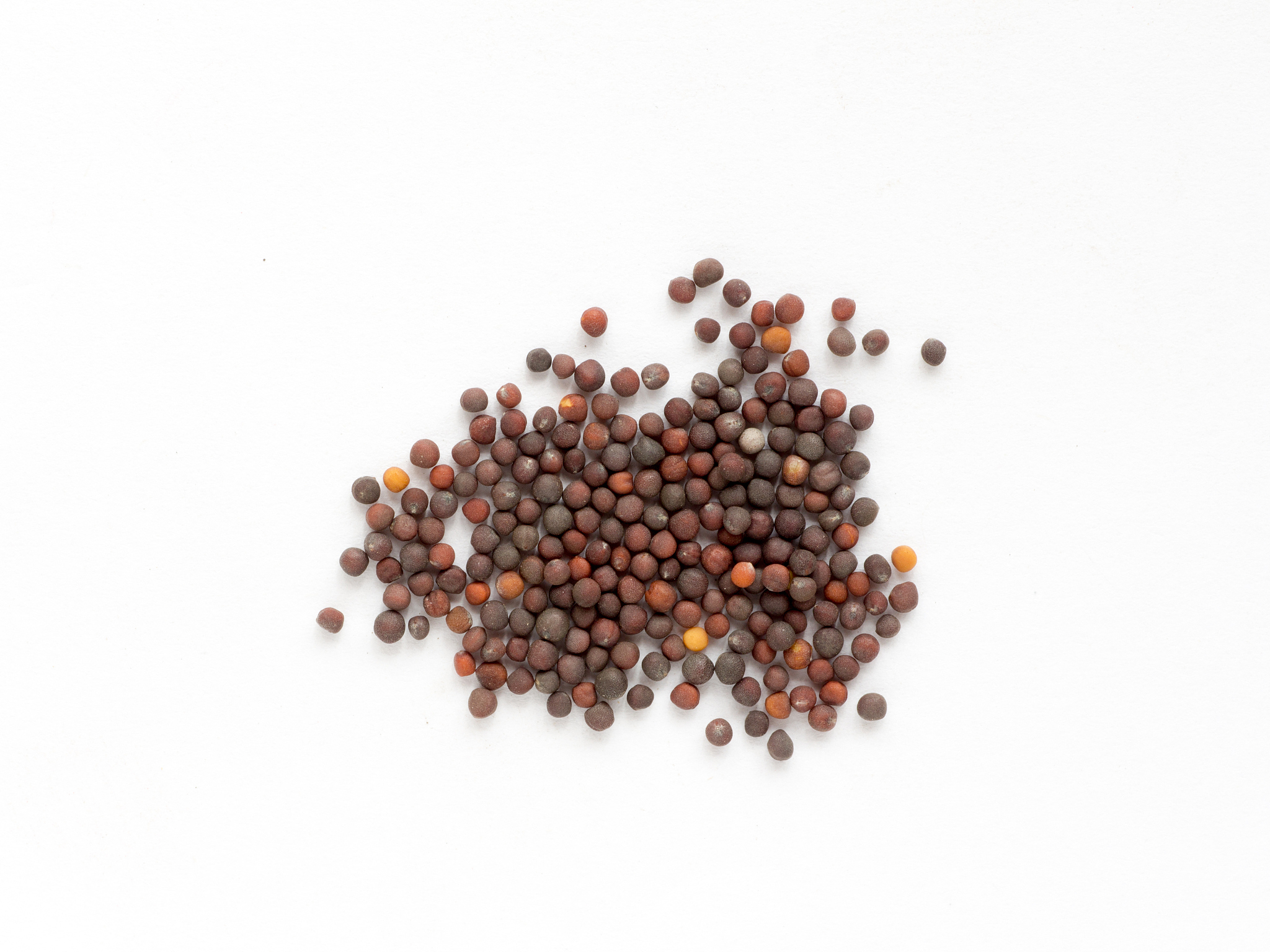 中药种子大全：牛蒡、拳参、珠子参、鬼针草等150种种子