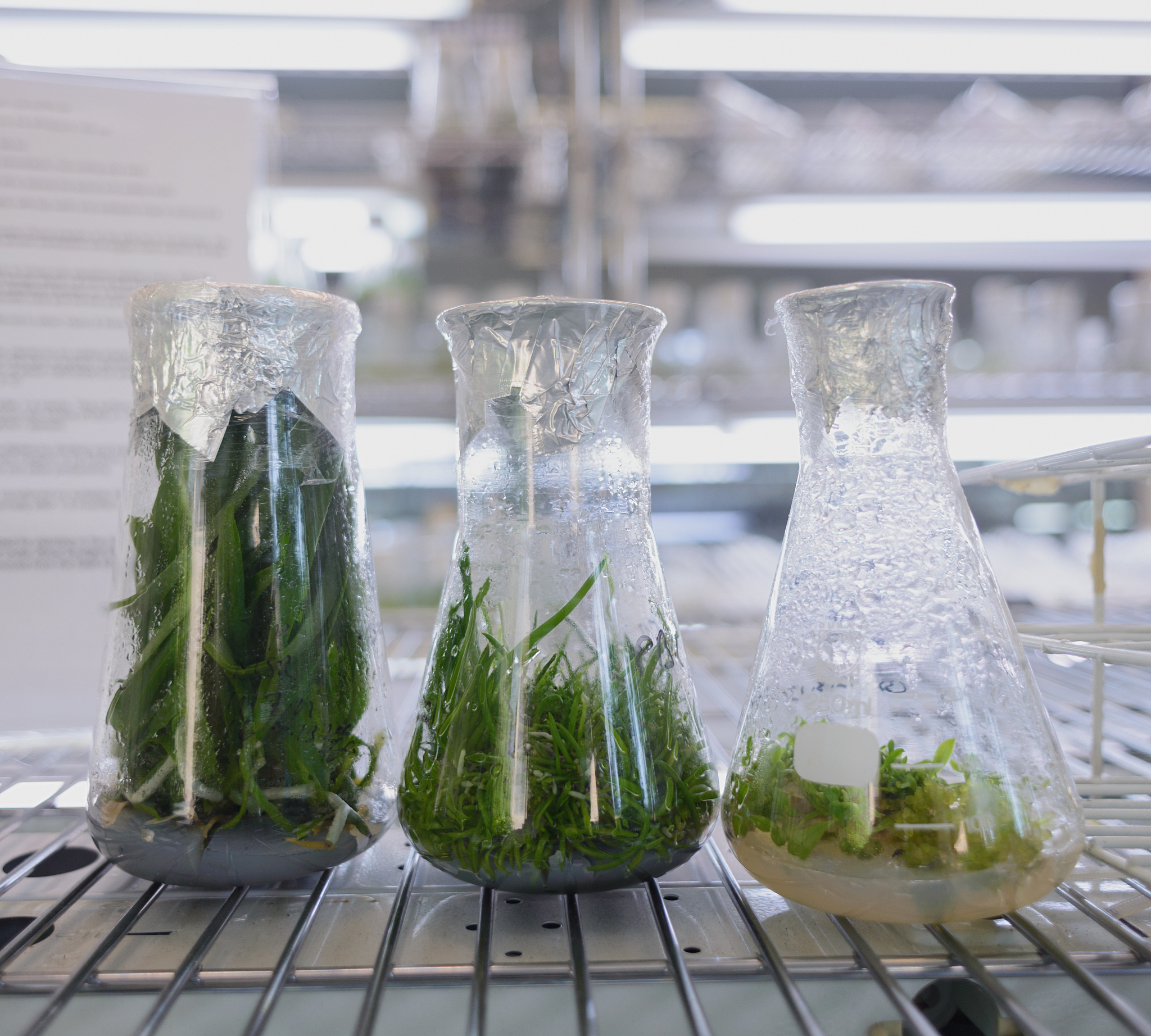 小型浮游植物压舱作用低的原因：体积、活性、寿命