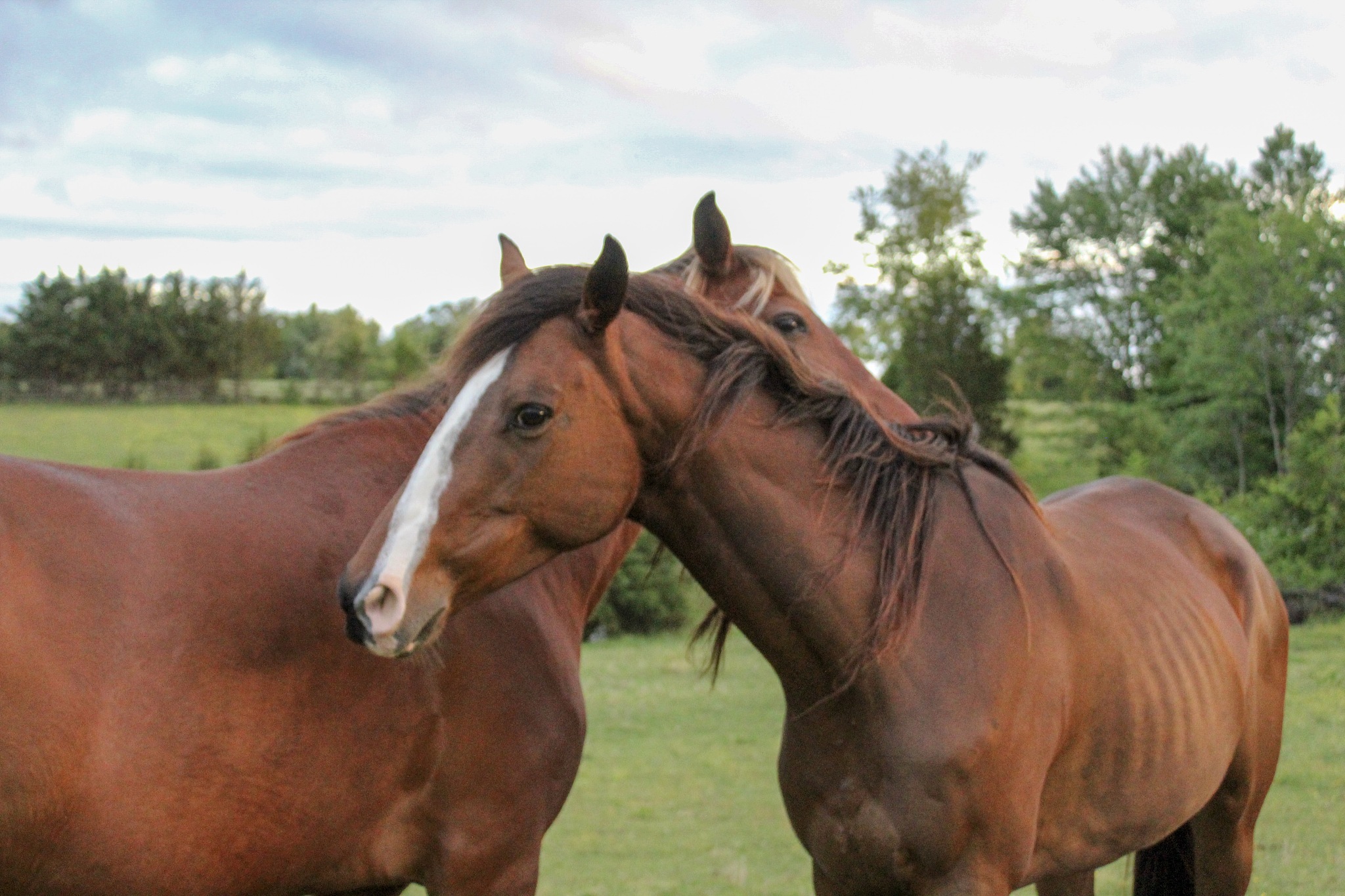 山东畜牧兽医职业学院畜牧兽医马驯养与疾病防治方向现代化专业涉及哪些课程