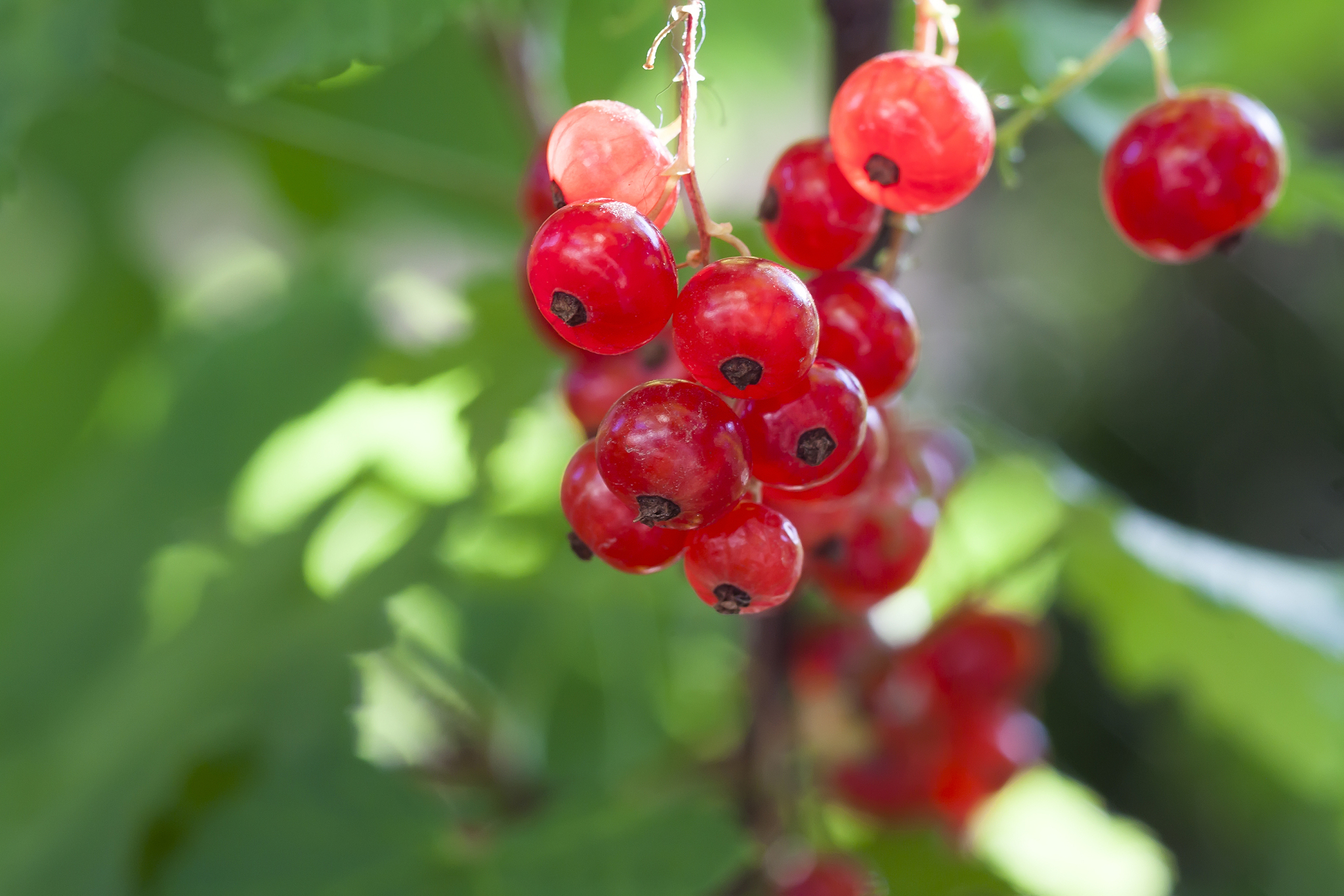 sparkling in summer sun bunch ripe juicy red currant berries, ha