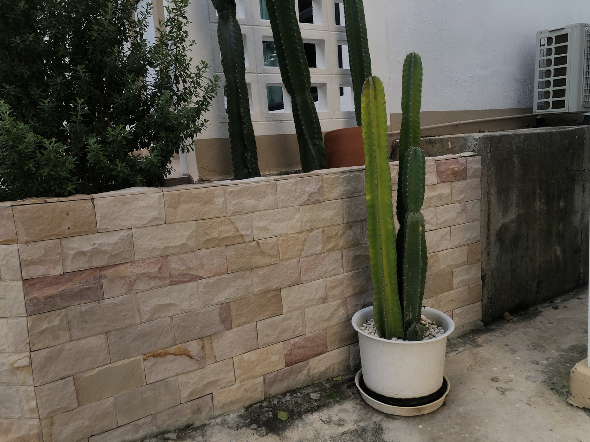 仙人掌怎样扦插 仙人掌需要怎么扦插