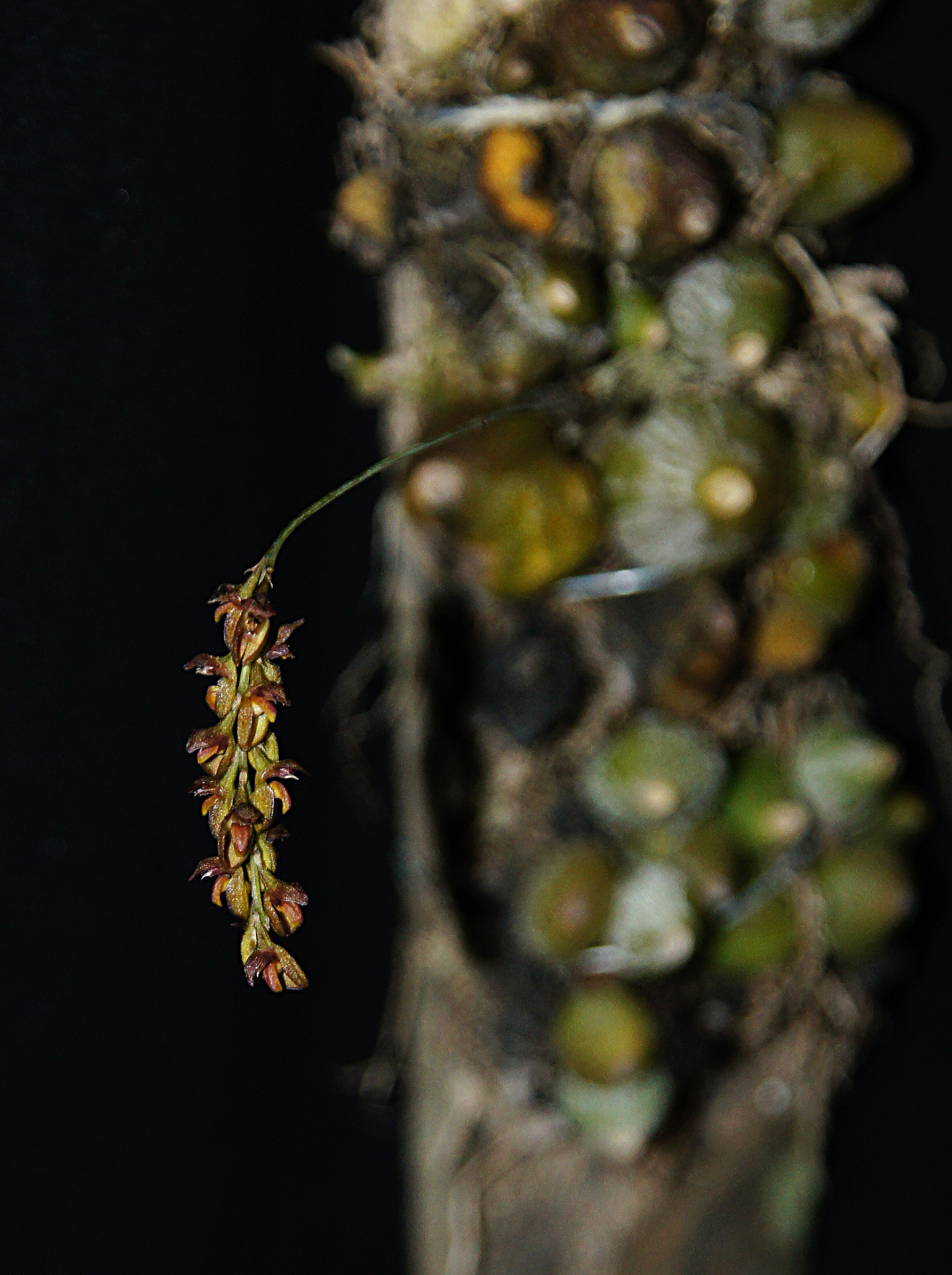 bulbophyllum triste orchid