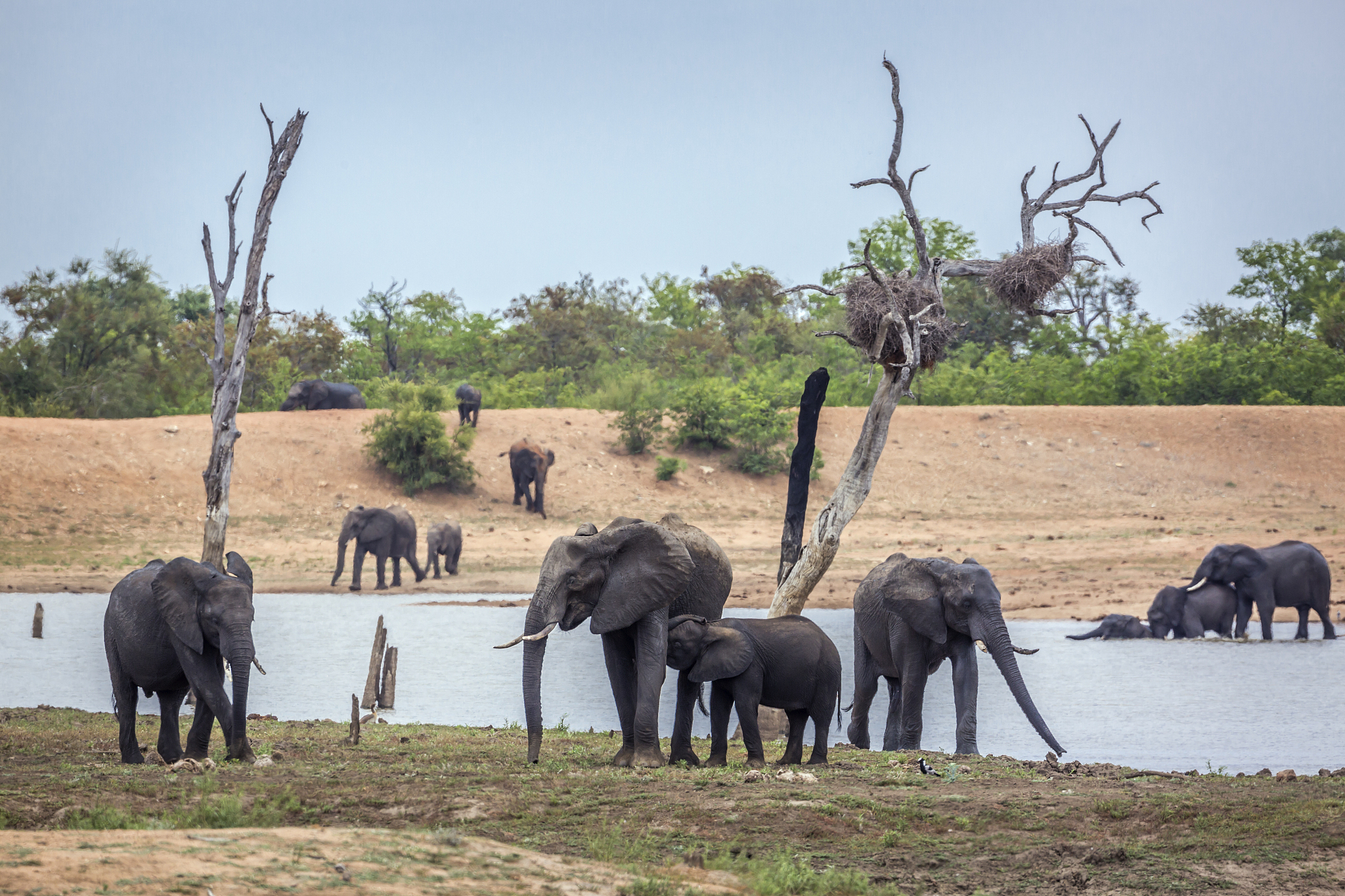 African Safari Adventure: A Journey to the Heart of Maasai Mara