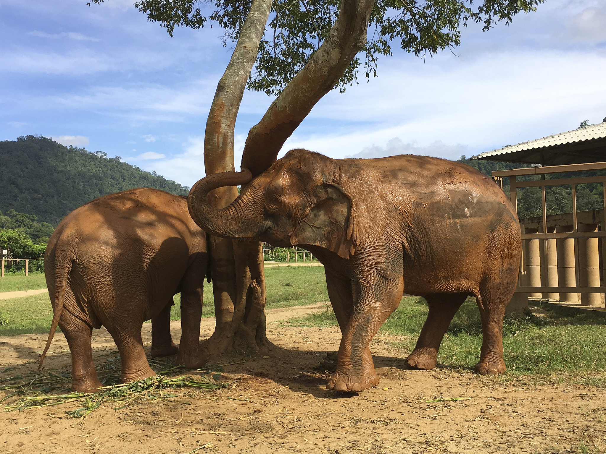 动物园里大象的鼻子最长那第二长的是谁呢