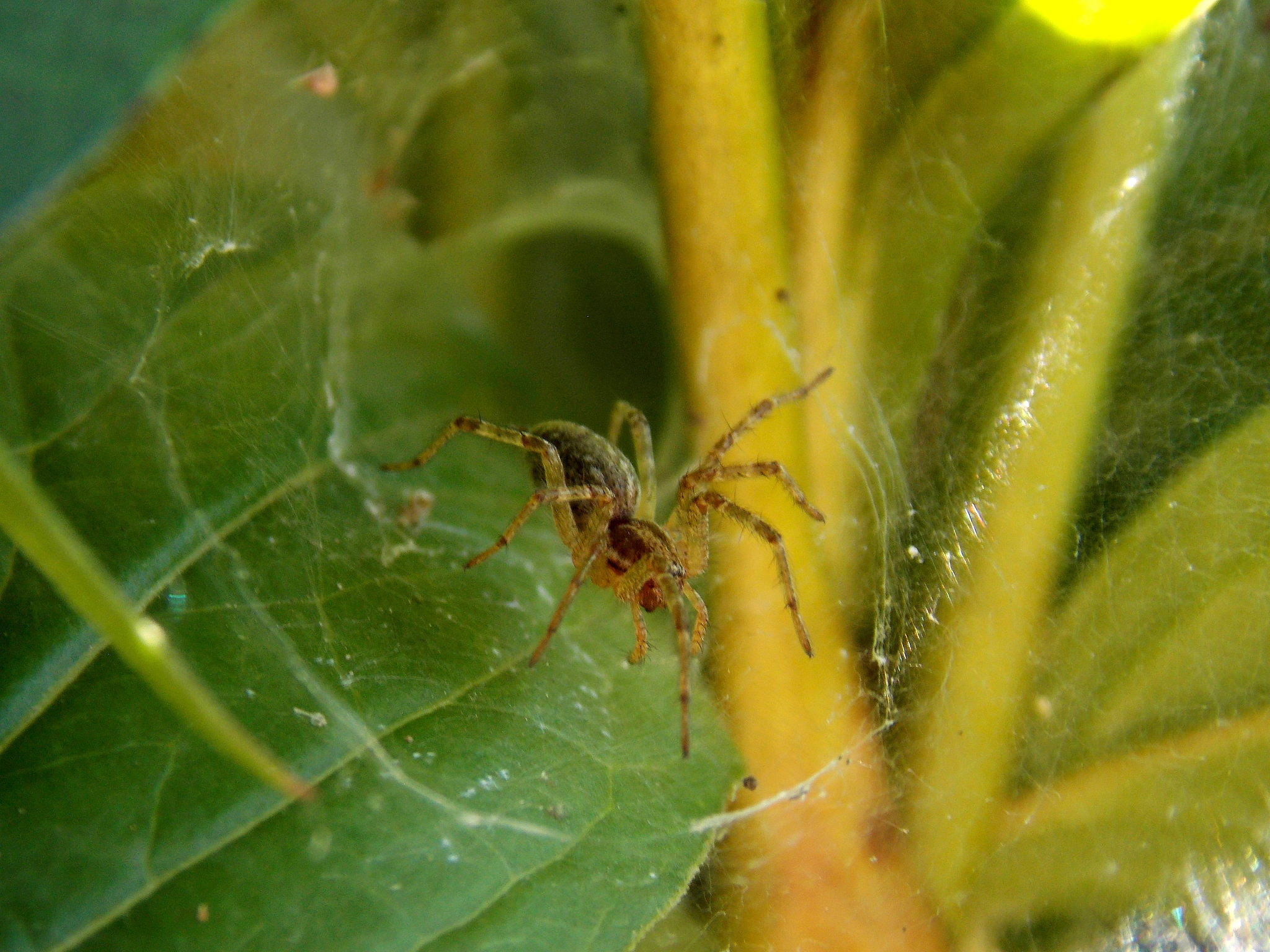 甘薯小象甲与现代农业关系