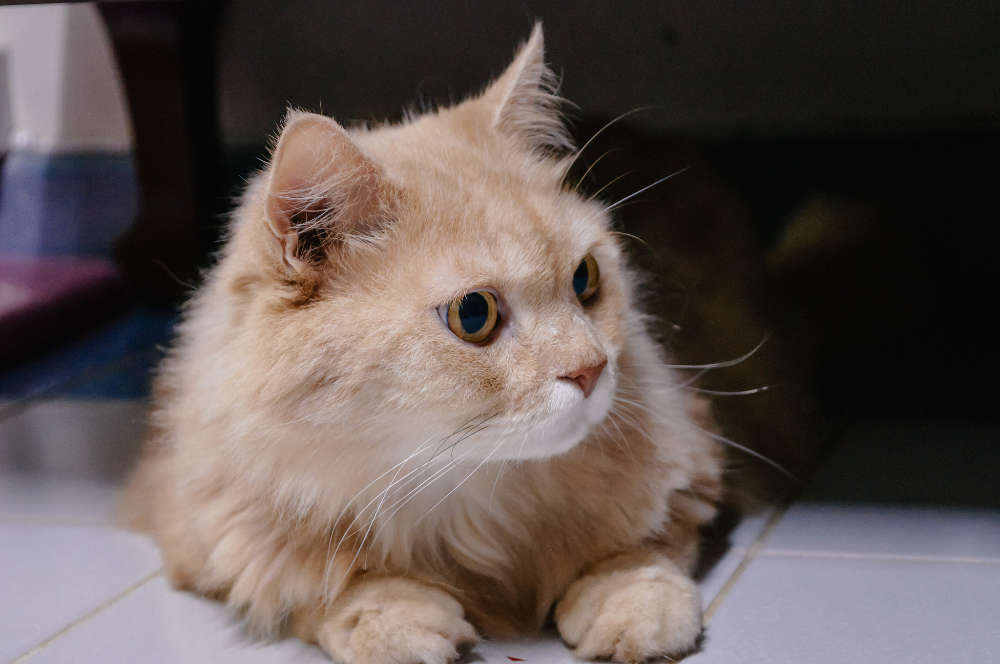 猫咪常识：了解猫咪的独特习性与特征