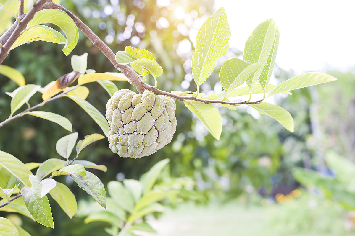 荔枝开花不结果怎么办？