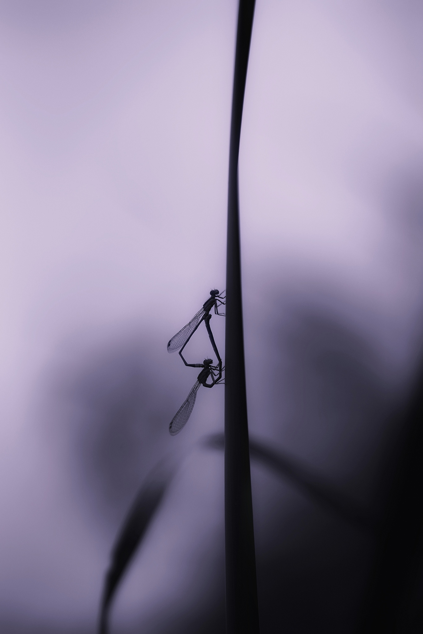 个高级心理大师可以给夜晚当中寂寞痛苦的人安慰请写20条能够吸引人的文案要求：有内涵有意境的人生哲理能够吸引大众唯美、凄惨、可以产生共鸣短小、精悍每句少于30字