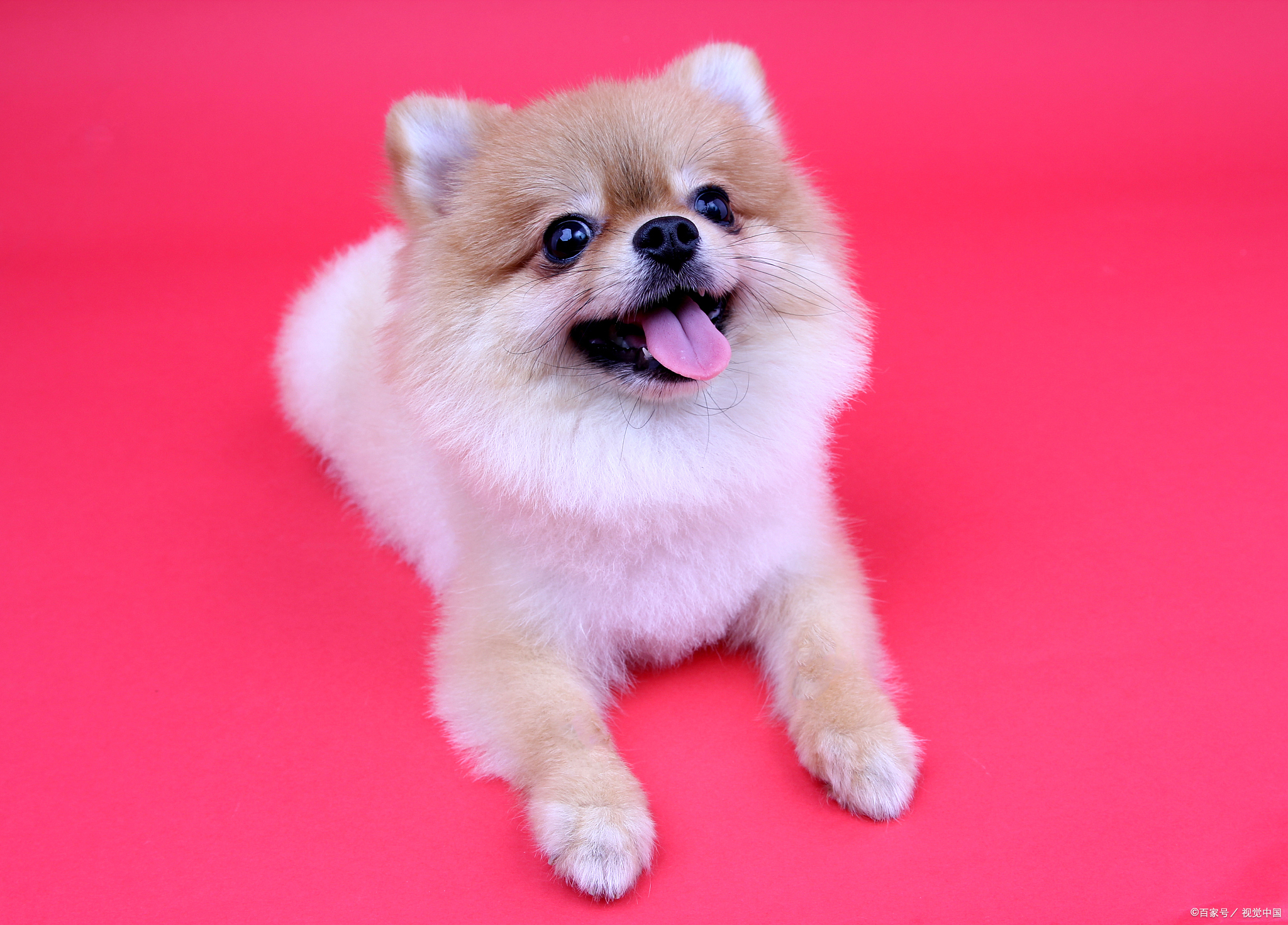 中型犬不掉毛无体味的狗排名（小型犬不掉毛无体味的狗排名）