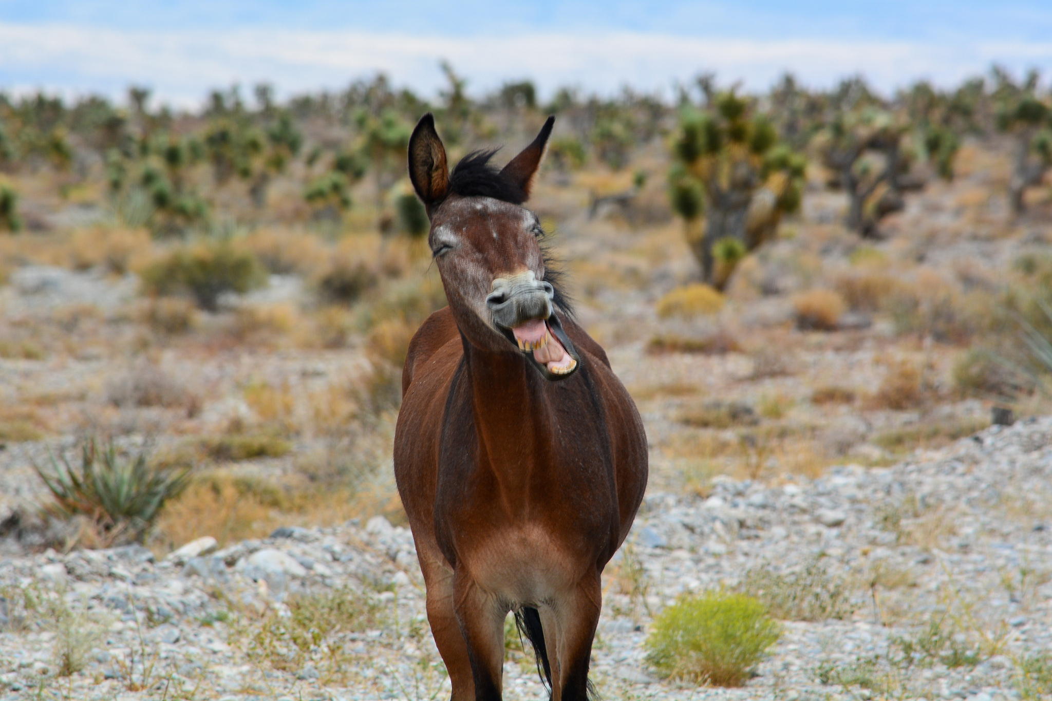 male wild burro with open mouth in nevada desert
