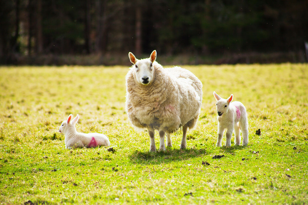 不同精粗比日粮对妊娠后期多羔母羊生长性能及抗氧化性能的影响的中文论文