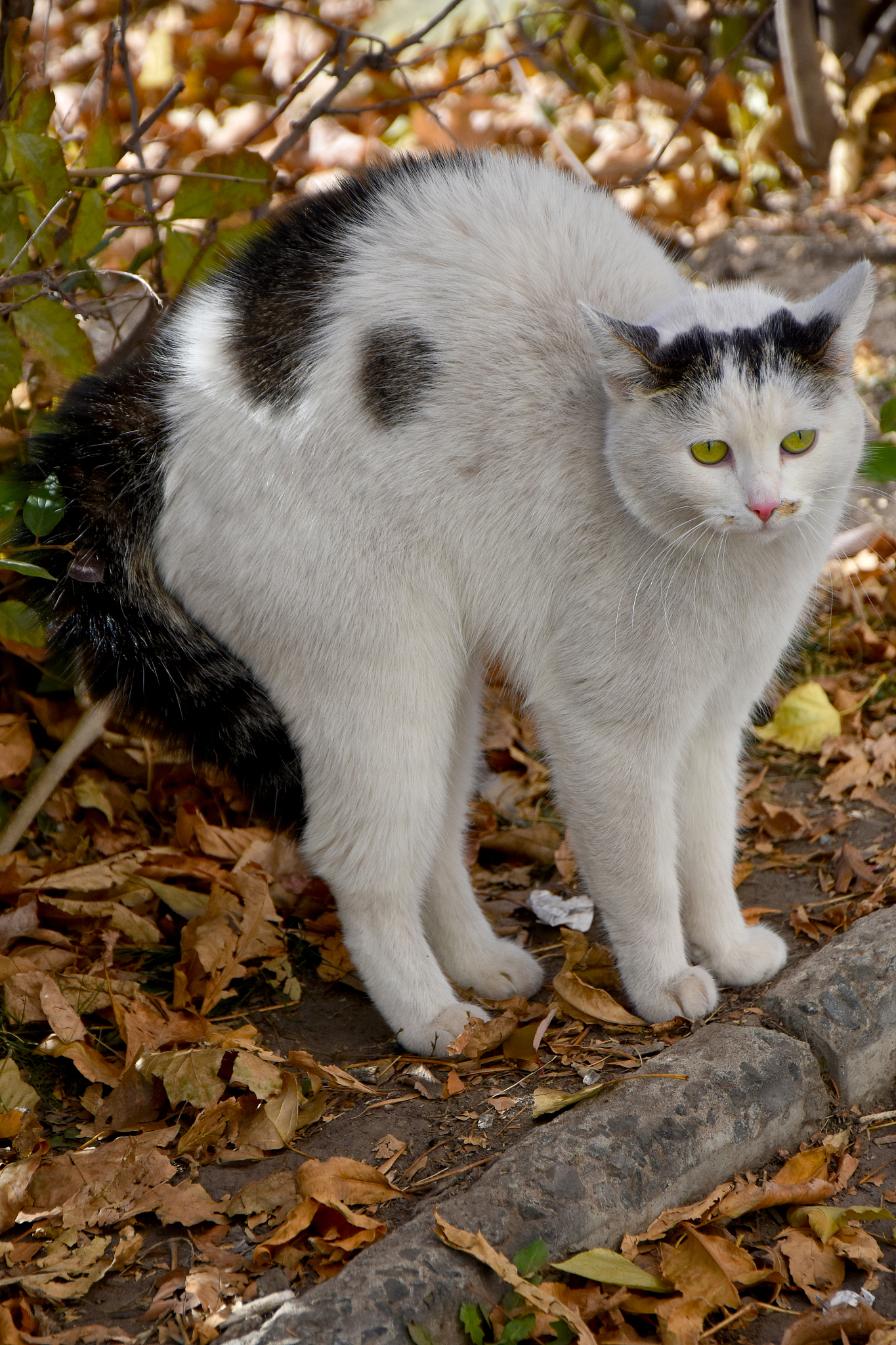 密塔猫登陆别人账号有风险吗