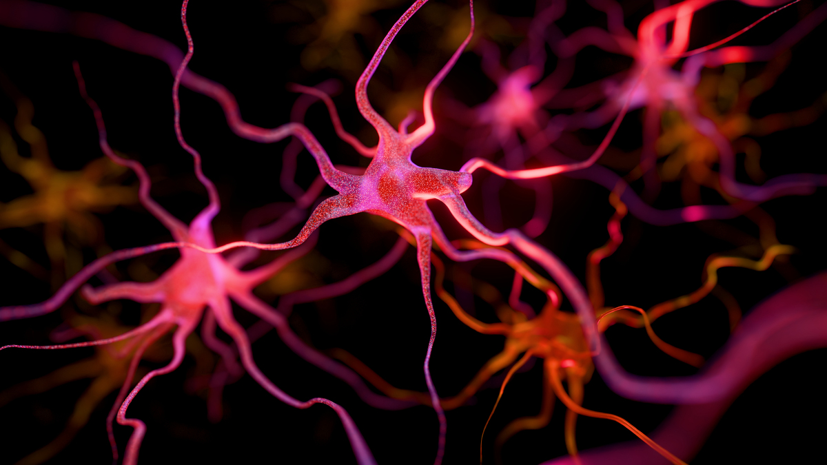 提取以下文本中的事件。所需格式：地点：逗号分隔的公司名称列表输入：虽然这些发展对研究人员来说是令人鼓舞的但仍有许多谜团。里斯本未知的香帕利莫德中心的神经免疫学家Henrique Veiga-Fernandes说：我们经常在大脑和我们在周围看到的效果之间有一个黑匣子。如果我们想在治疗背景下使用它我们实际上需要了解机制。