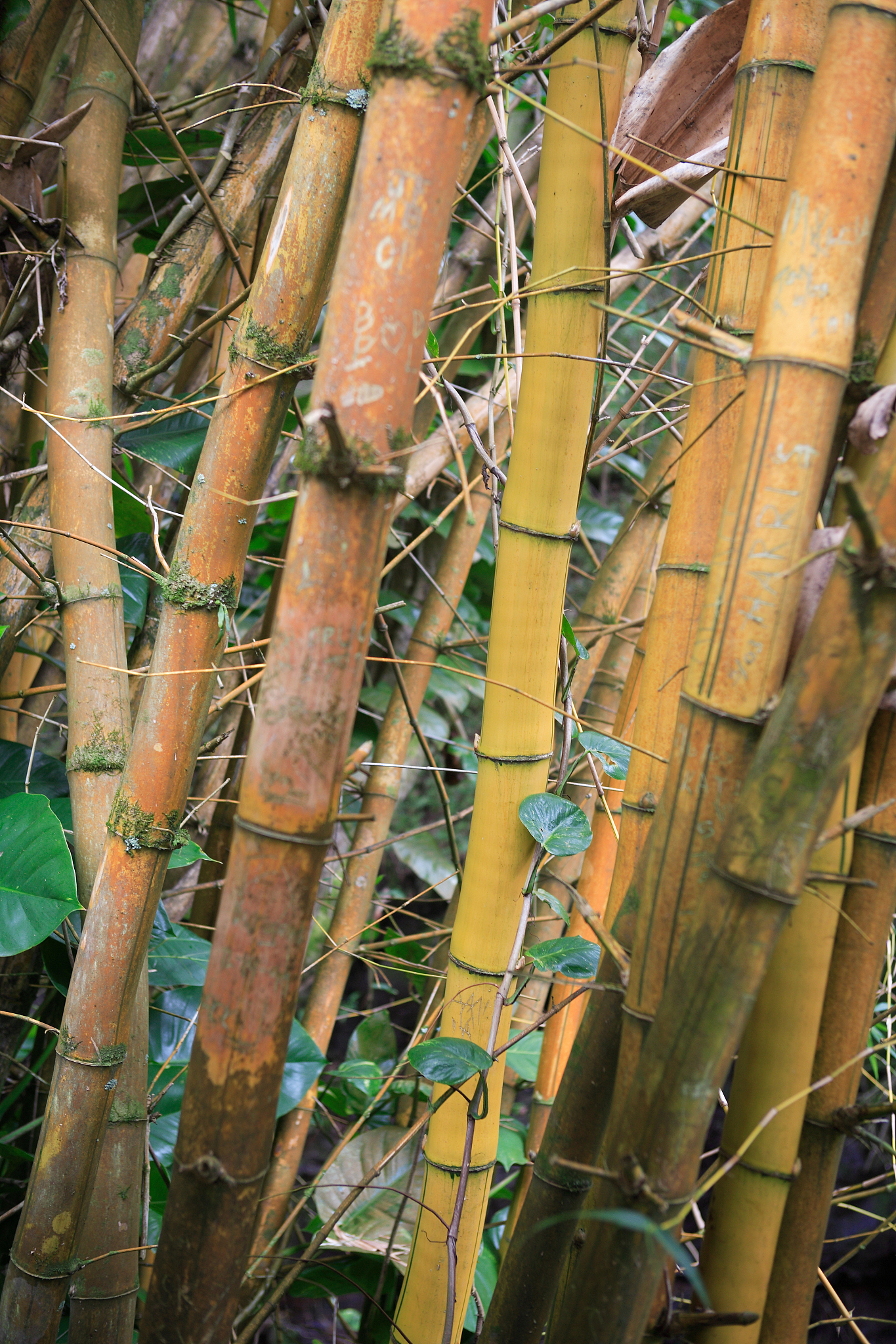 bamboo