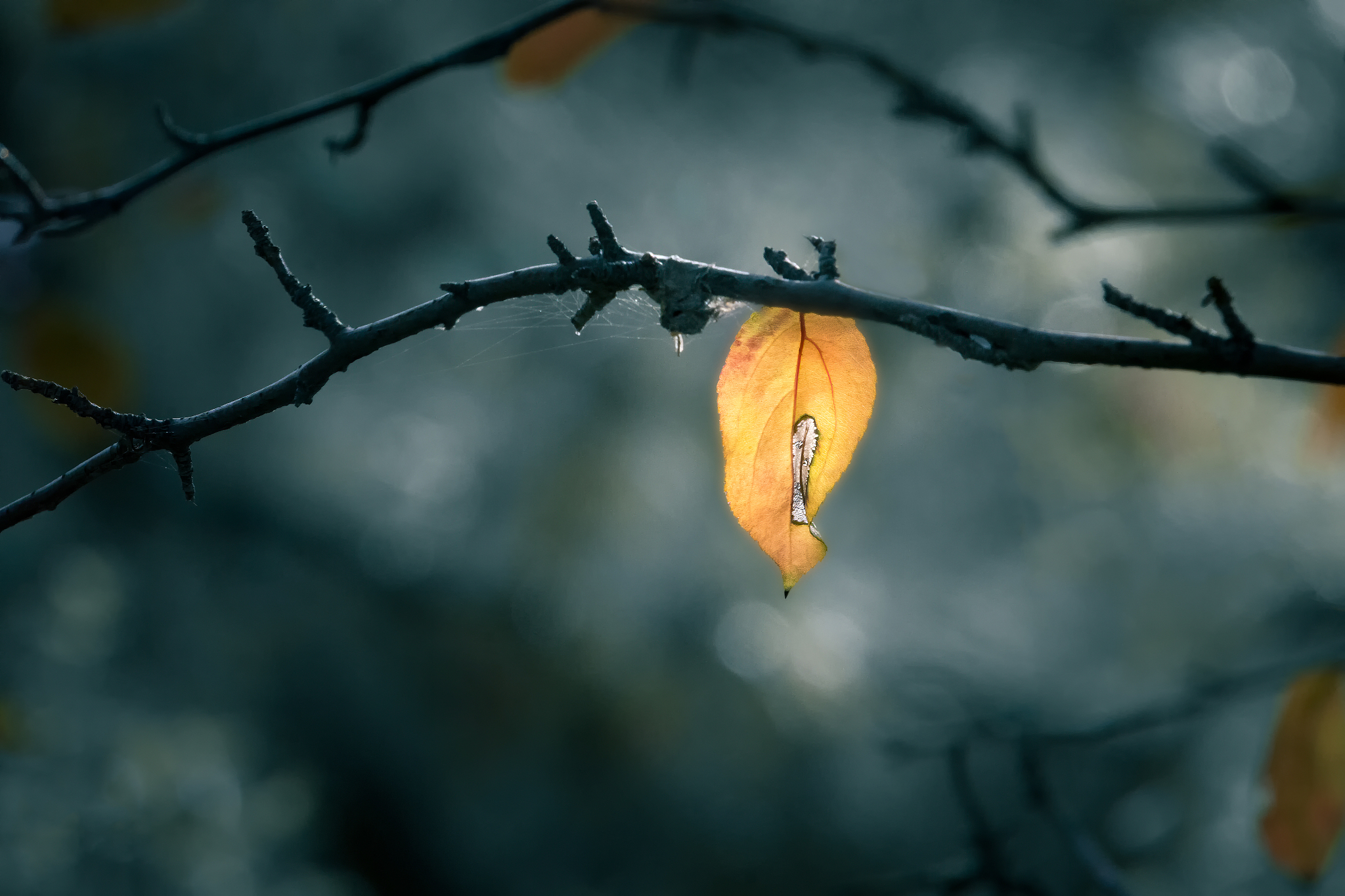秋夜思 | 一首表达遗憾的古诗词