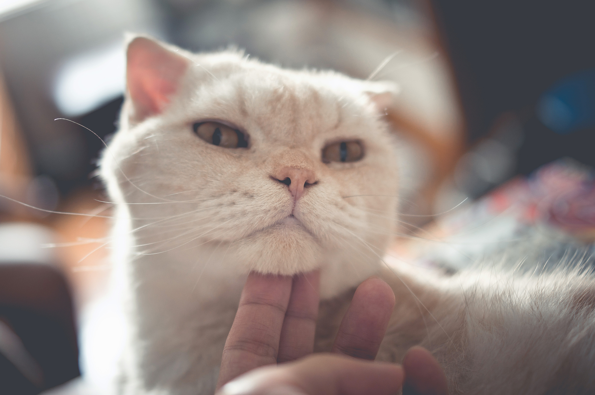 猫咪的甜蜜回应：'喜欢喵，最喜欢主人了喵~'